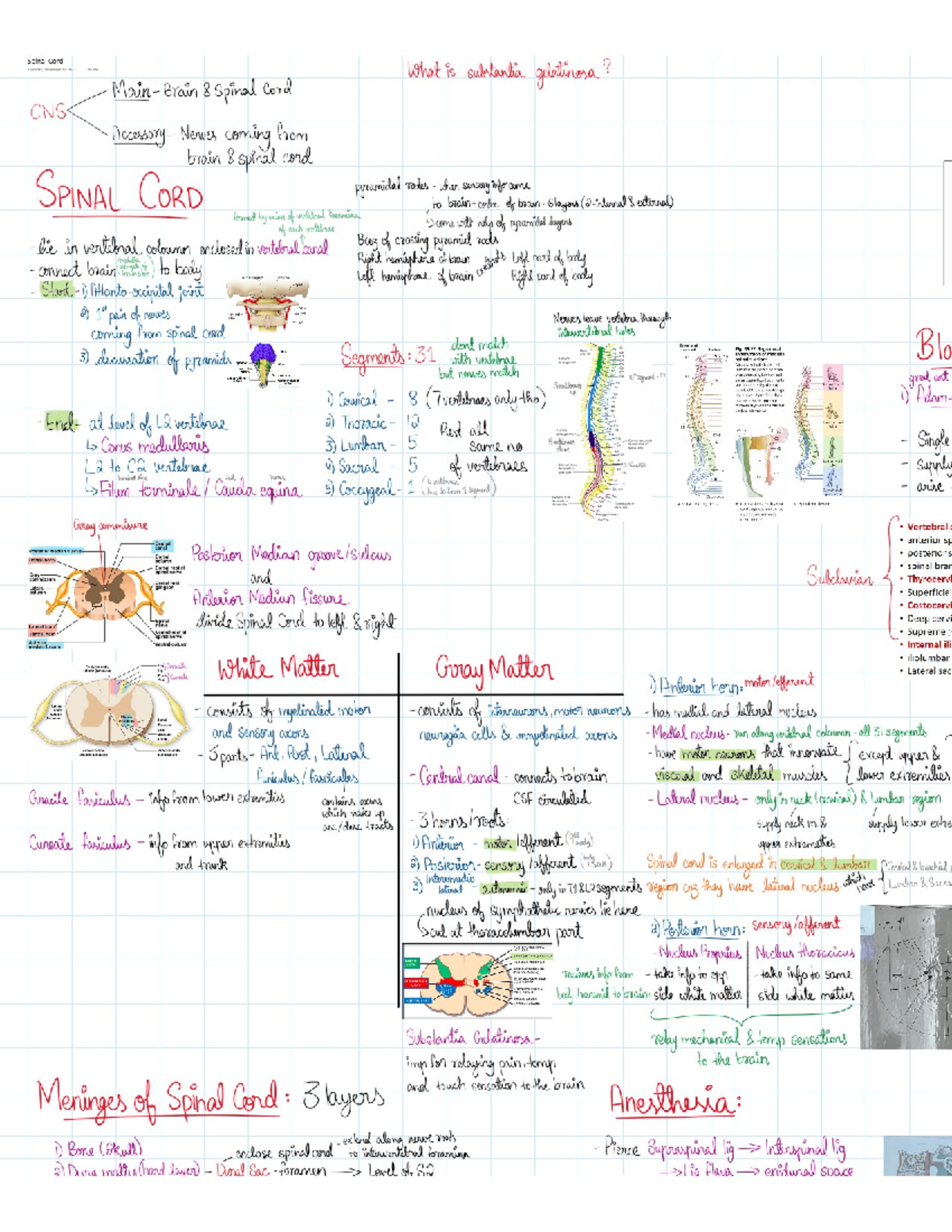 Spinal cord - Anatomy - O - Studocu