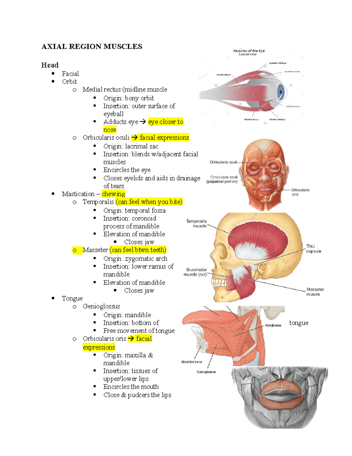 Axial Region Muscles Final AXIAL REGION MUSCLES Head Facial Orbit o
