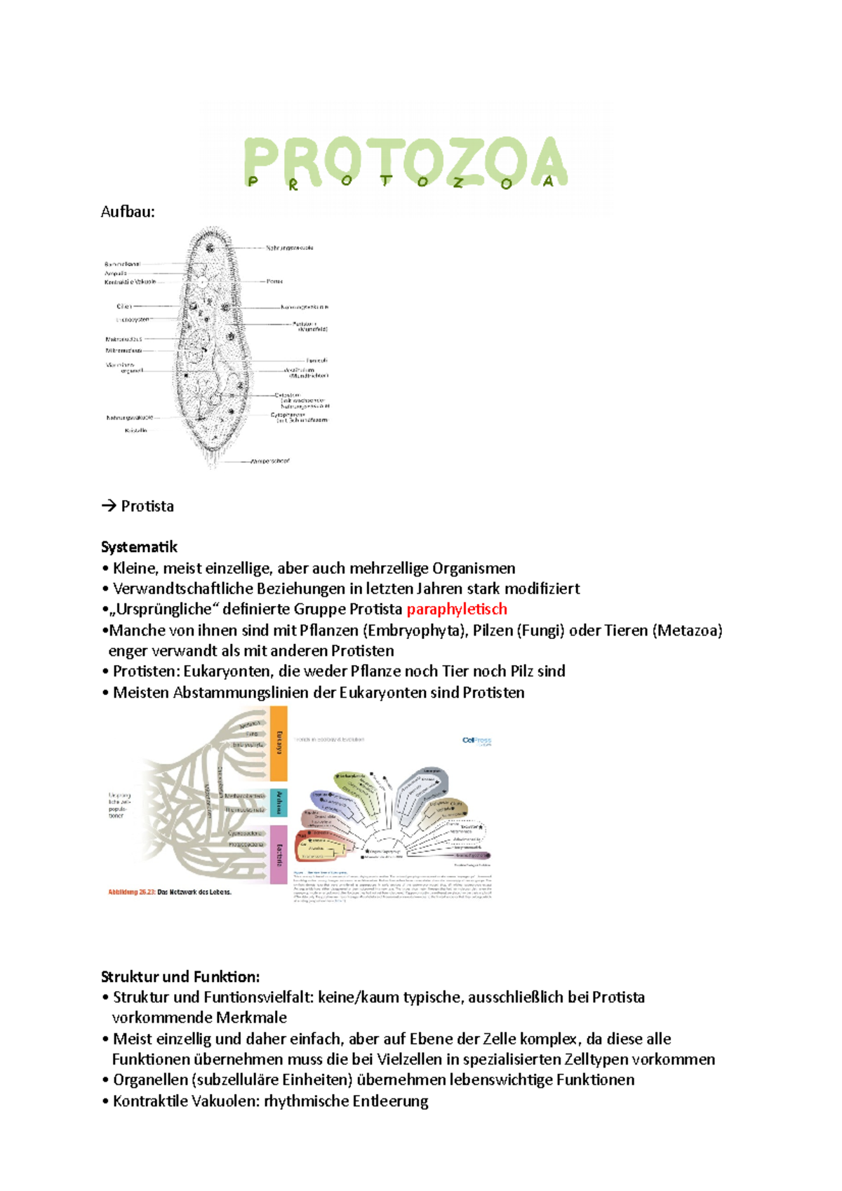 Protista Vorlesungsnotizen Aufbau Protista Systematik Kleine
