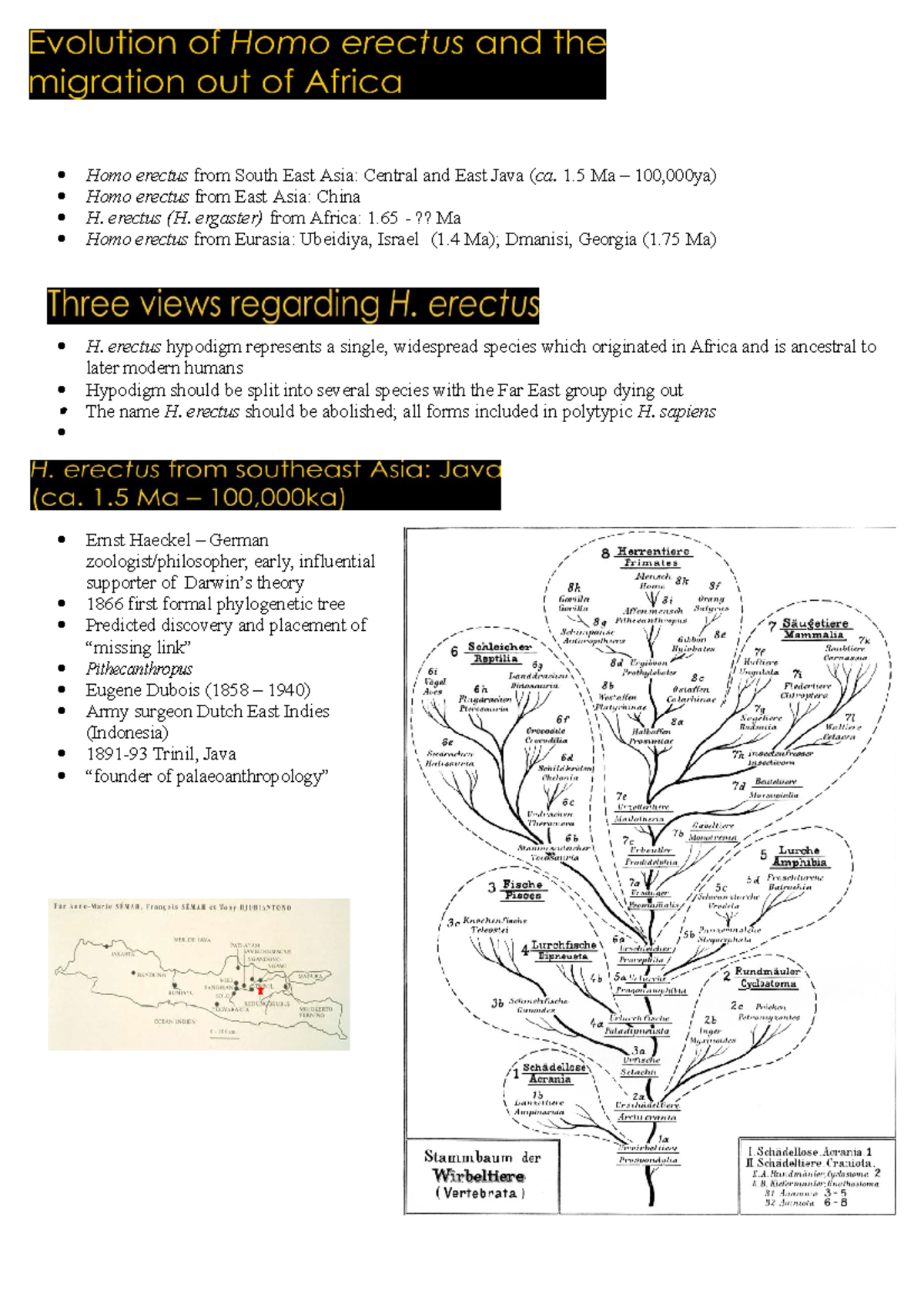 Emergence%2Band%2Bspread%2Bof%2BHomo%2B2%2B2020 - Homo erectus from ...