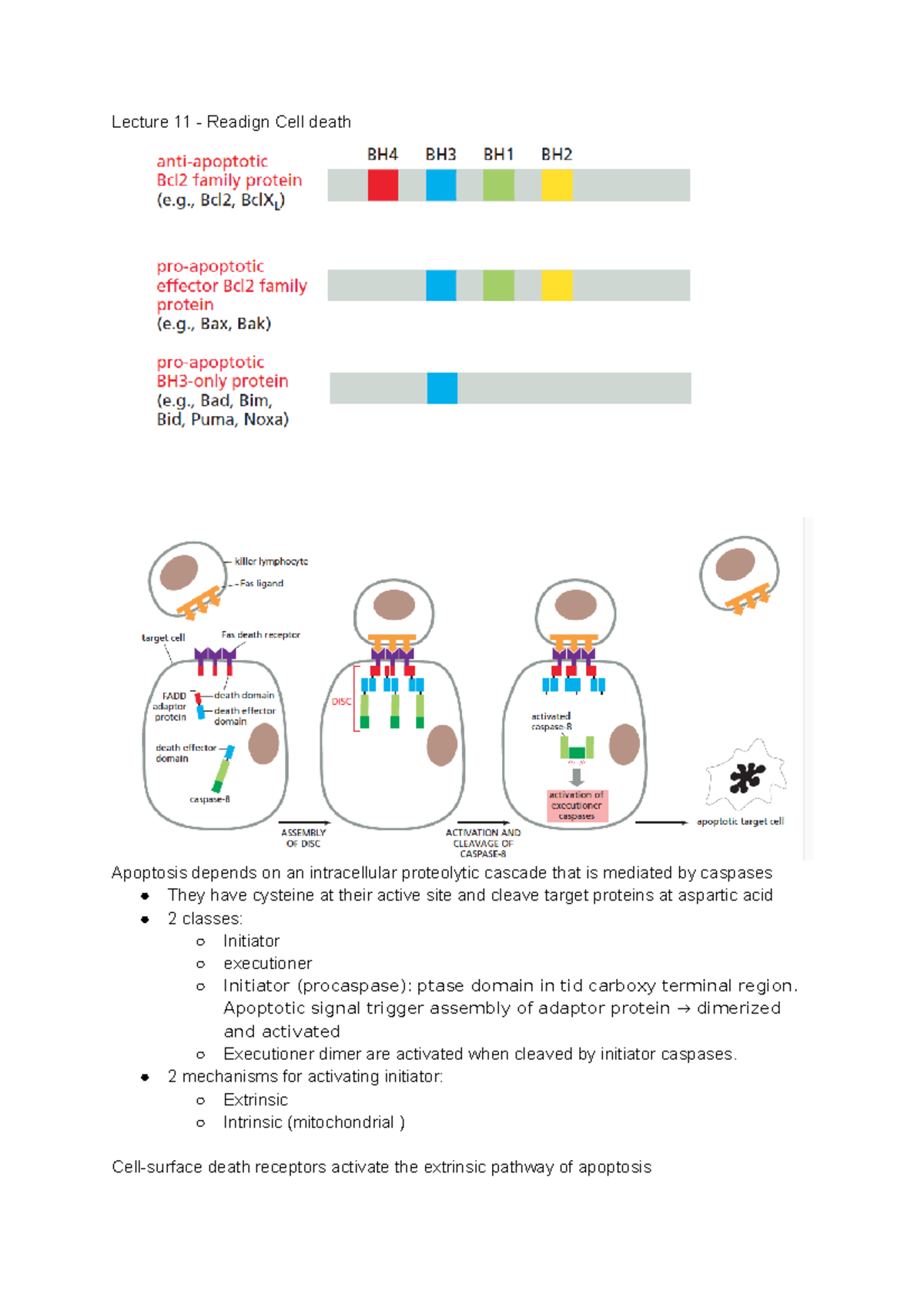 BIO230 UTSG Term 2 Reading Notes Lecture 11 - Readign Cell death ...