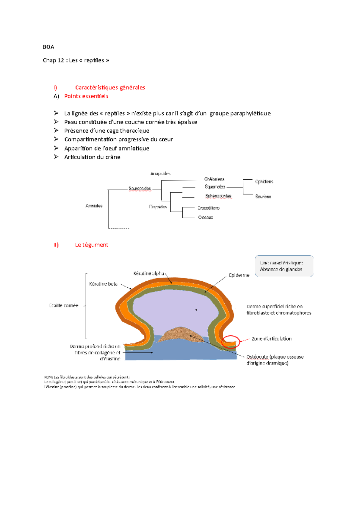 Chap 12 Les « reptiles » - Licence Sciences de la Vie et de la Terre ...