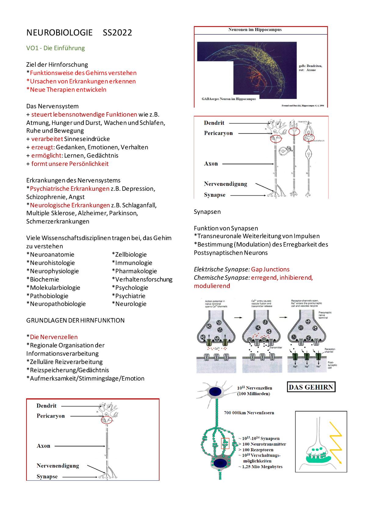 Neurobiologie Zusammenfassung SS2023 NEUROBIOLOGIE SS VO1 Einführung Ziel der Studocu