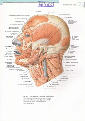 28841755 Anatomia da Face 6 Edio Miguel Carlos Madeira Sarvier em PDF ...