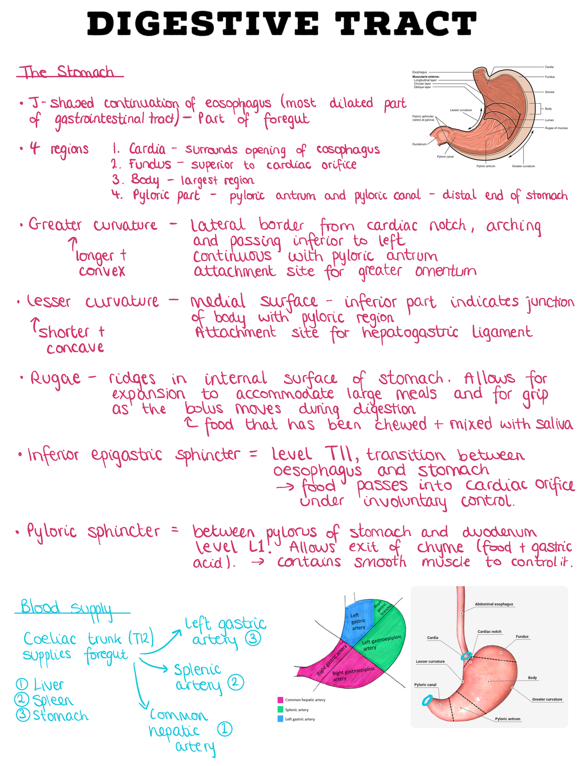 Digestive system notes - Thestomach J shadedcontinuationofesophagus ...