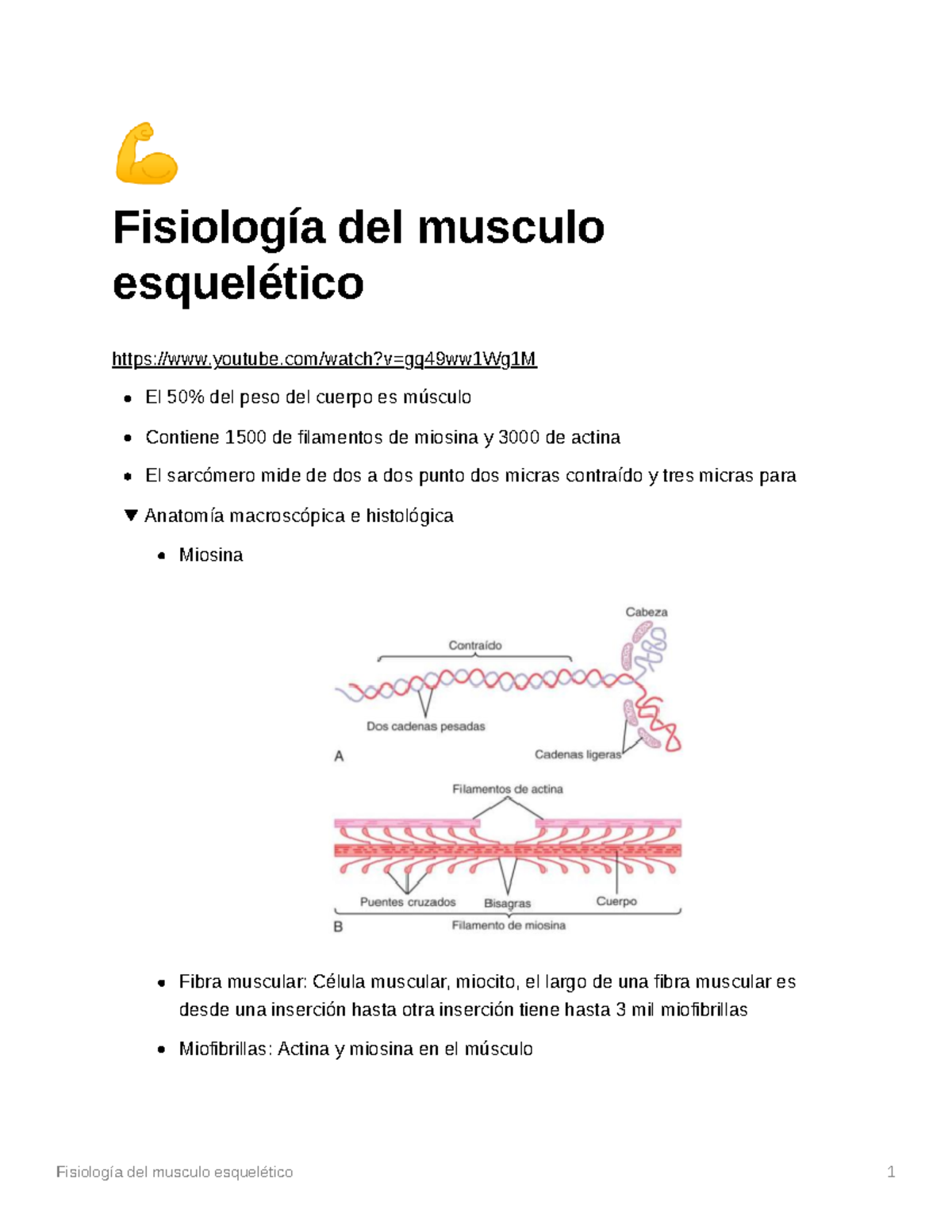 Cap Guyton Fisiologa Del Musculo Esqueltico Fisiolog A Del Musculo