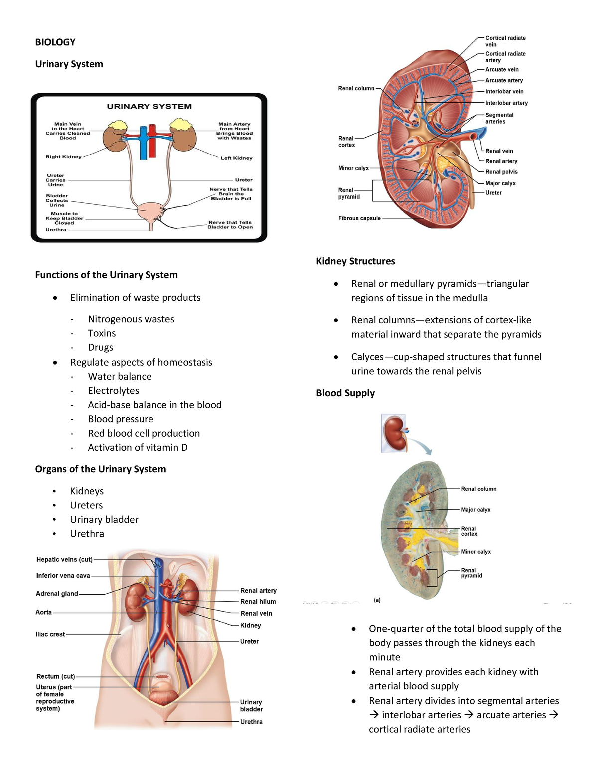 Urinary-and- Respiratory - BIOLOGY Urinary System Functions of the ...