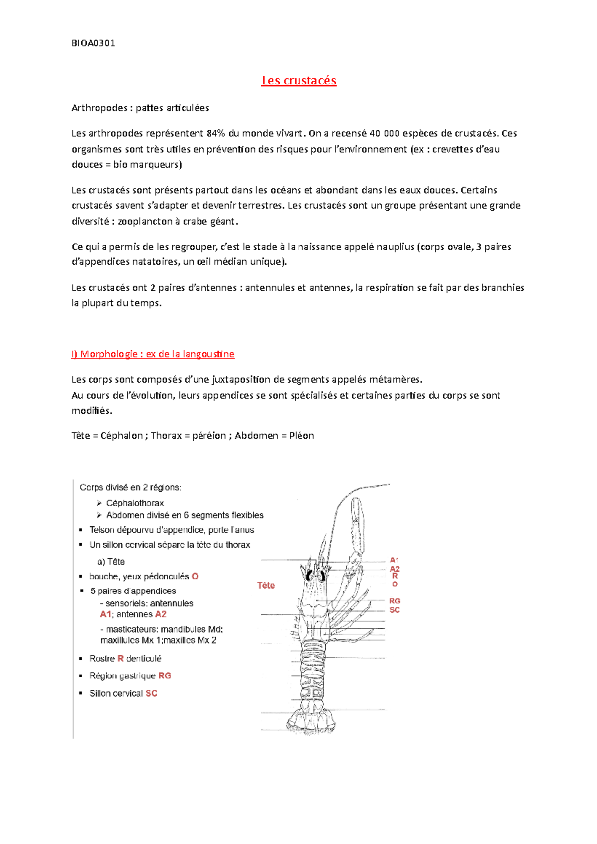 Les crustaces - Notes de cours 1 - Les crustacés Arthropodes : pattes ...
