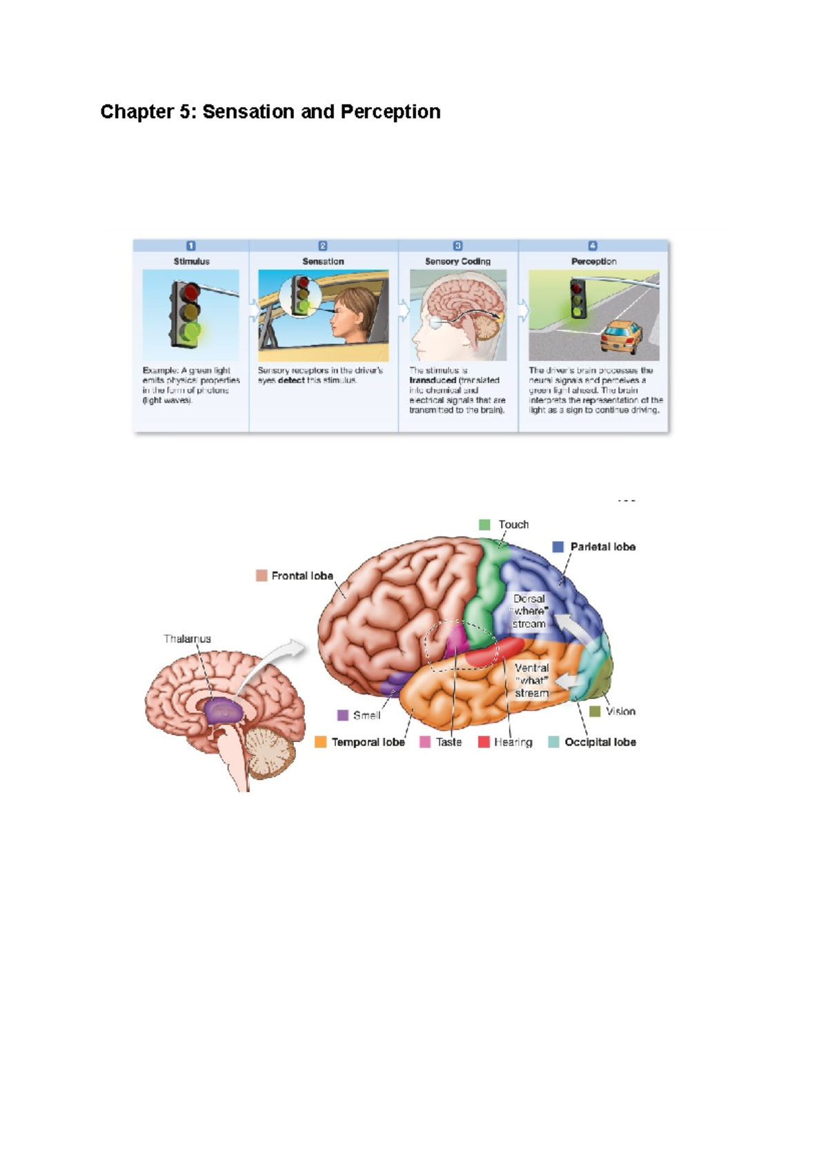 Chapter 5: Sensation And Perception - Chapter 5: Sensation And ...