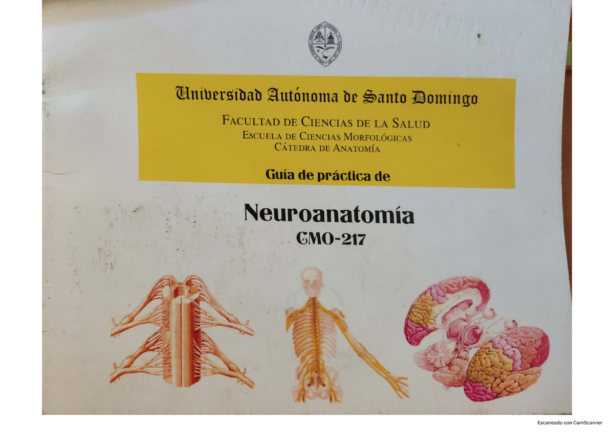 Manual De Lab Neuroanatomía Completo. - Neuroanatomía - Studocu