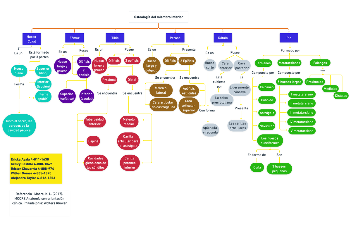 Mapa conceptual. Osteología del miembro inferior - Hueso Fémur Tibia Peroné  Coxal Rótula Osteología - Studocu