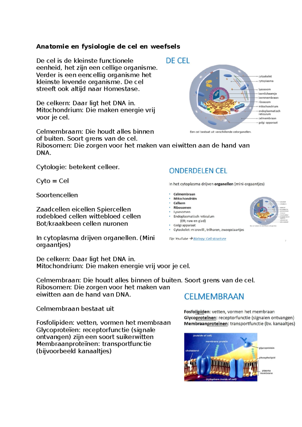 Anatomie en fysiologie Verder is een eencellig organisme het kleinste levende organisme. De Anatomie en fysiologie Verder is een eencellig organisme het kleinste levende organisme. De