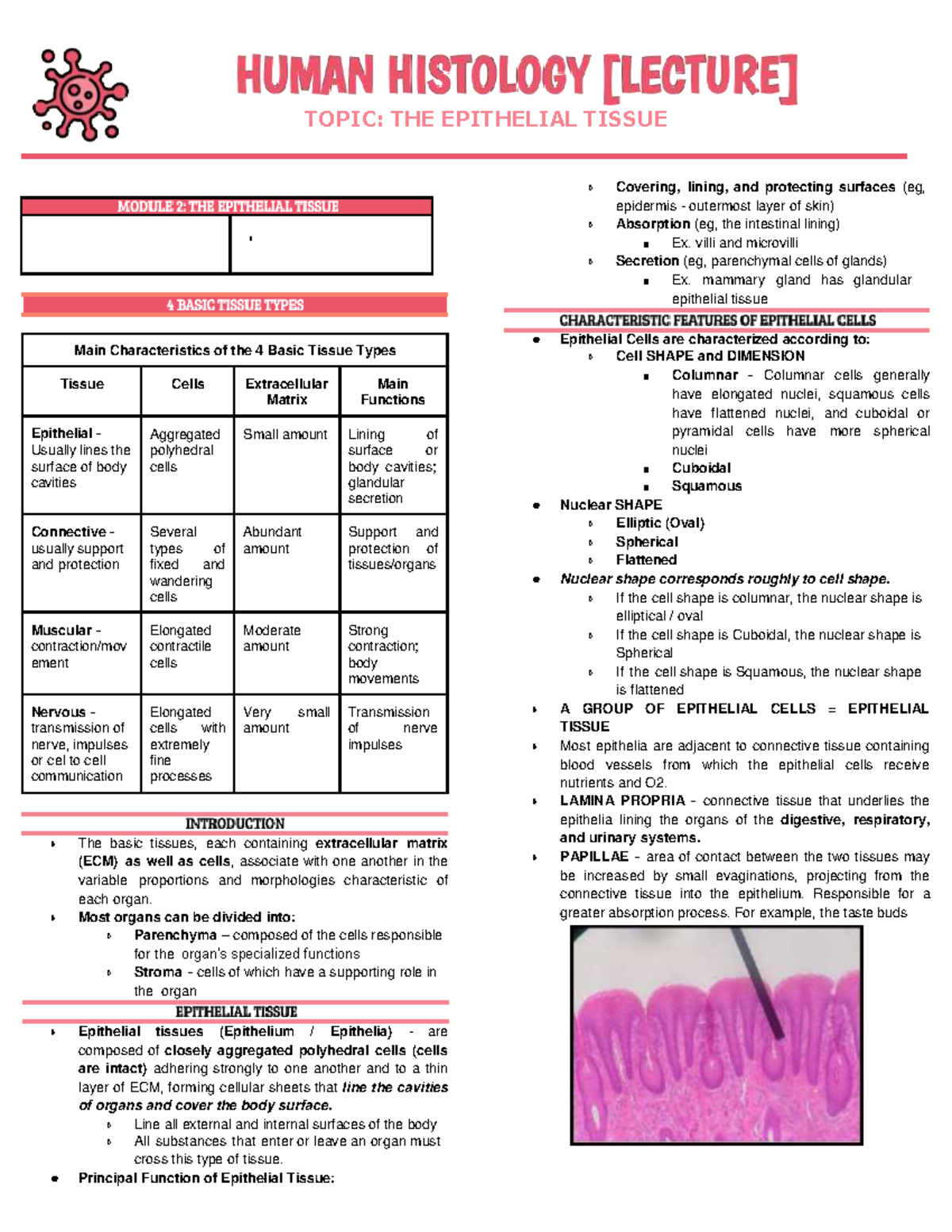 Histology - TOPIC: THE EPITHELIAL TISSUE Covering, lining, and ...