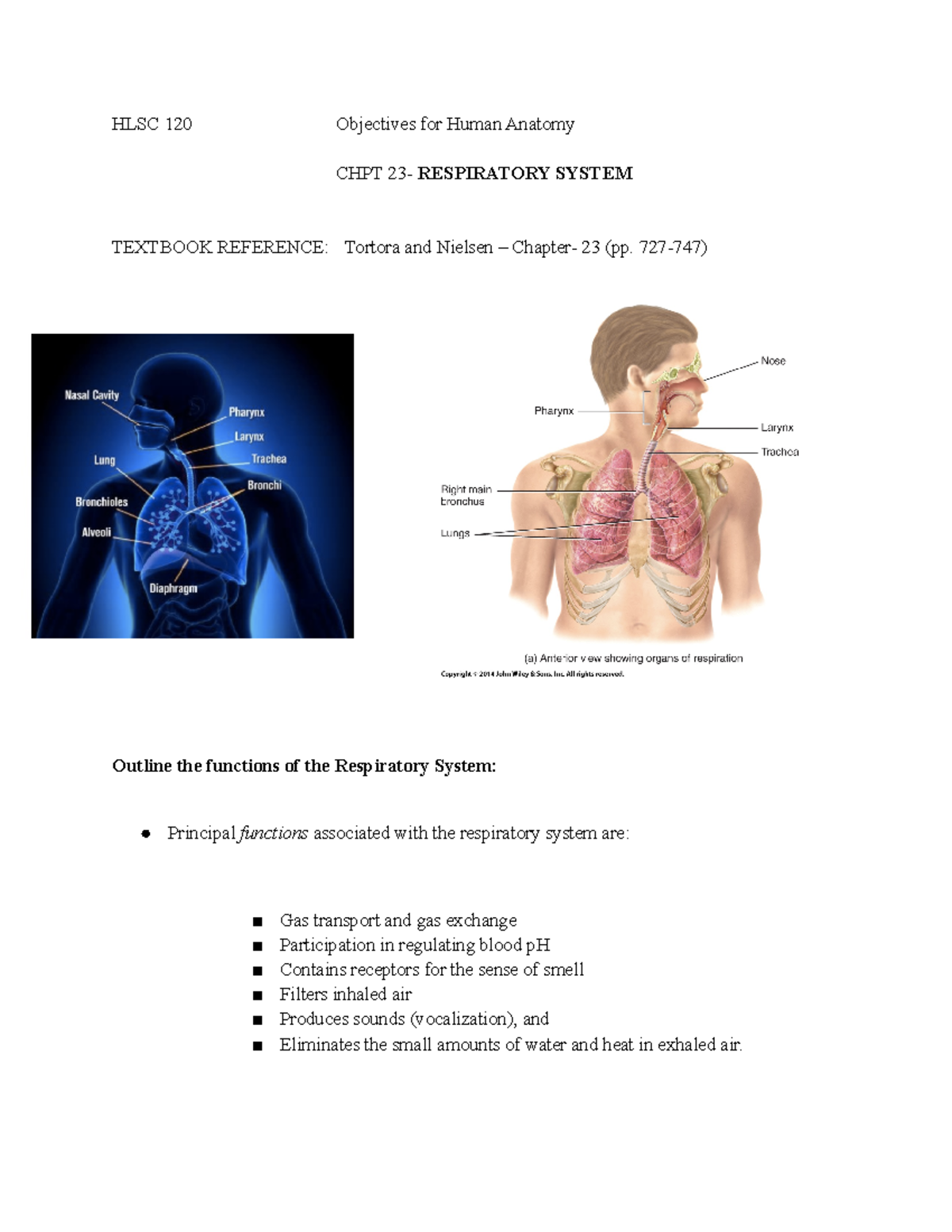 Pdf CHPT 23- Respiratory System - HLSC 120 Objectives For Human Anatomy ...