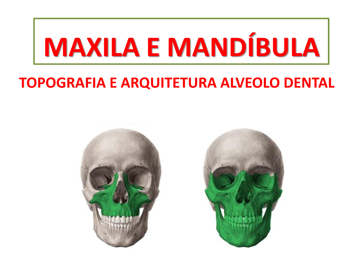 Mandíbula  Anatomia Odonto