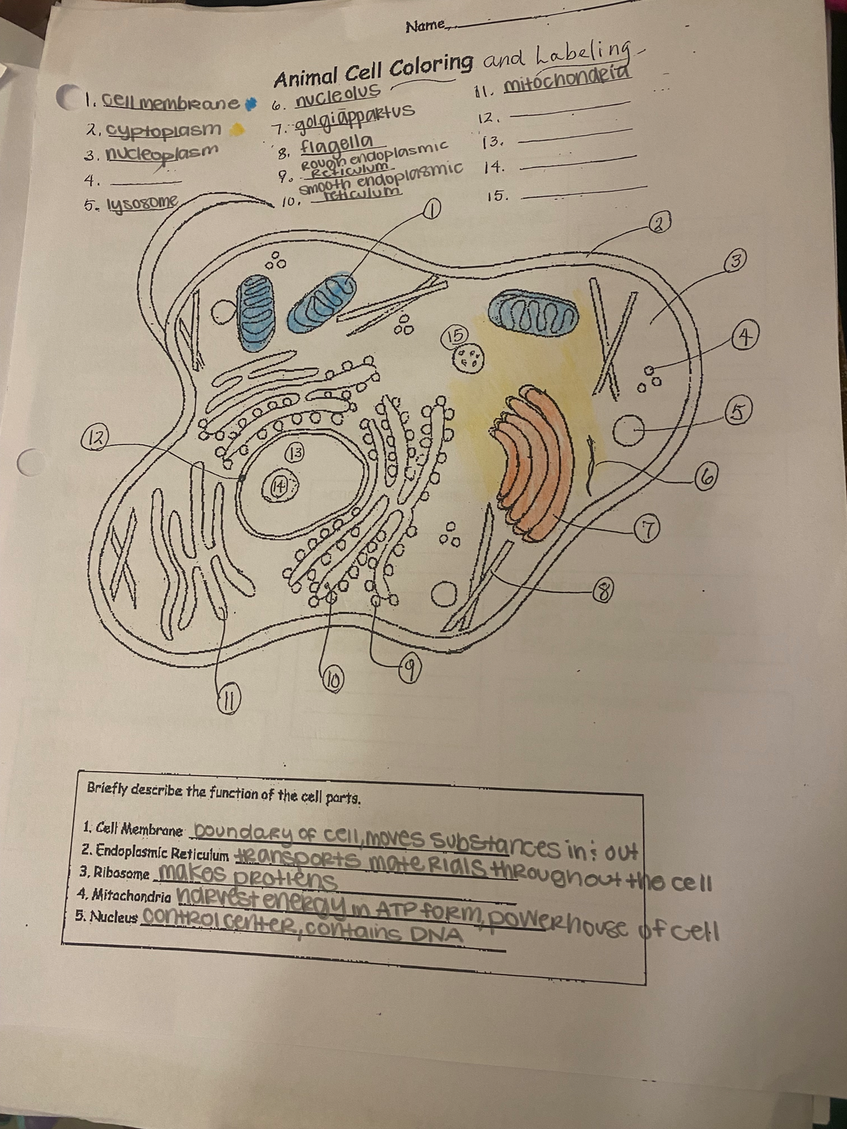 IMG 8435 2 - Anatomy cell diagram animal - Name, Animal Cell Coloring ...