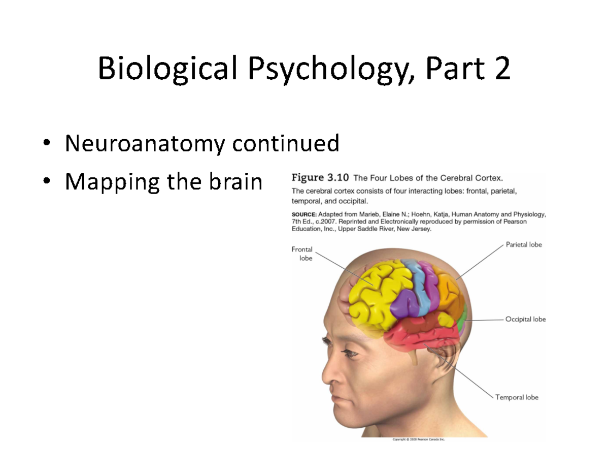 S4 Slides Biological Psychology Neuroscience Bio - Biological ...