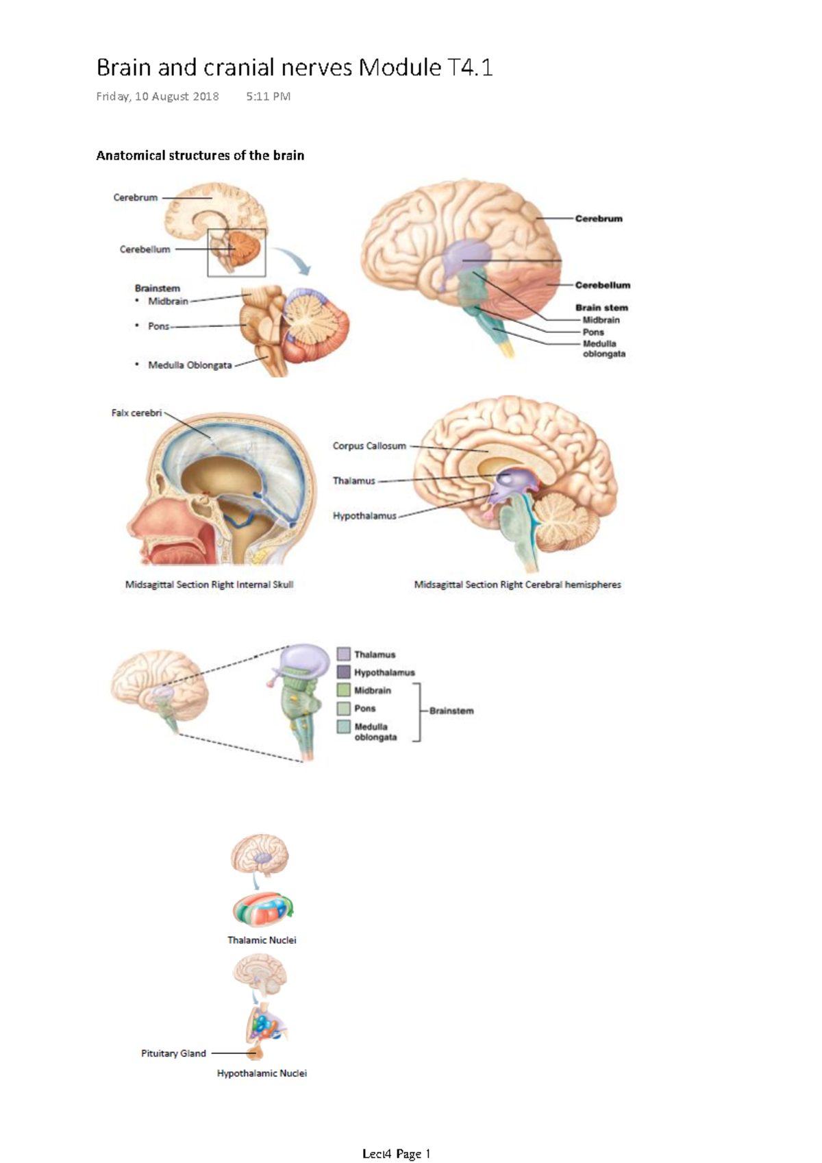 Anatomy Lecture 4 - Brain and cranial nerves Module T4 Friday, 10 ...