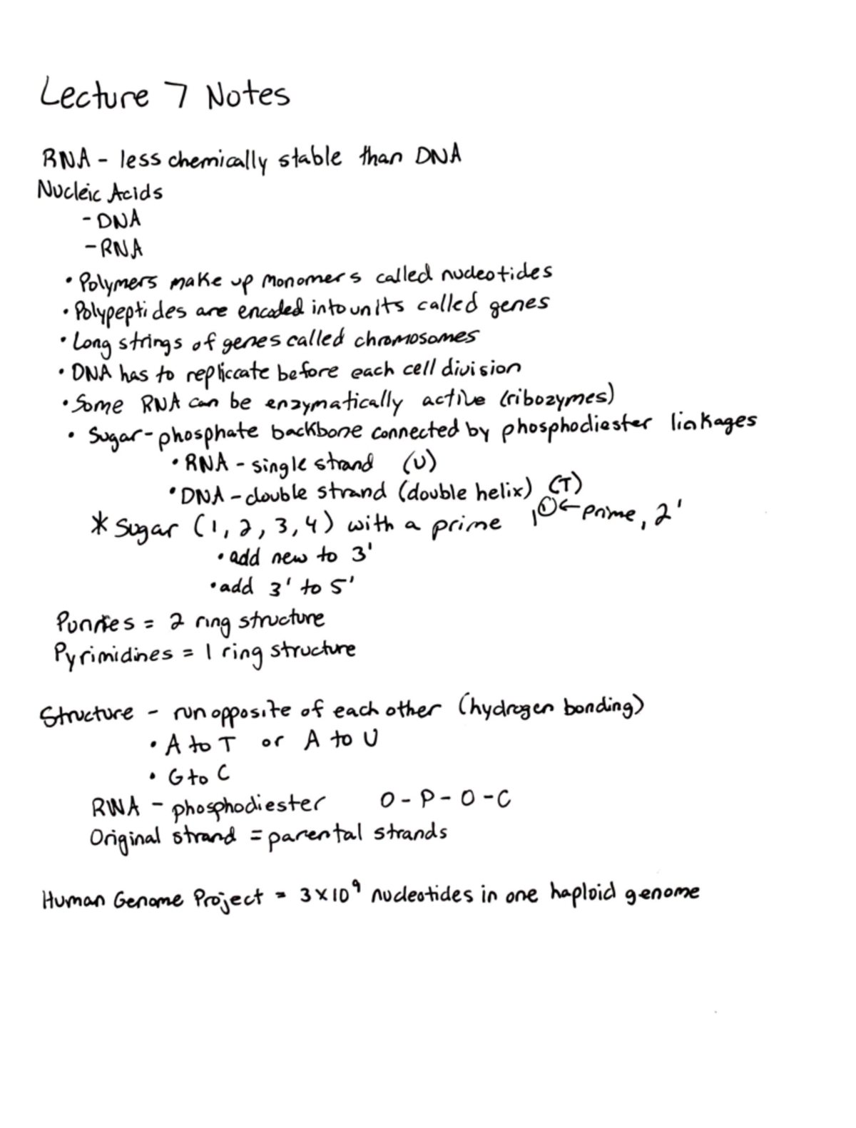Lecture 7 Proteins and Nucleic Acids Notes DNA RNA Top Lecture 7