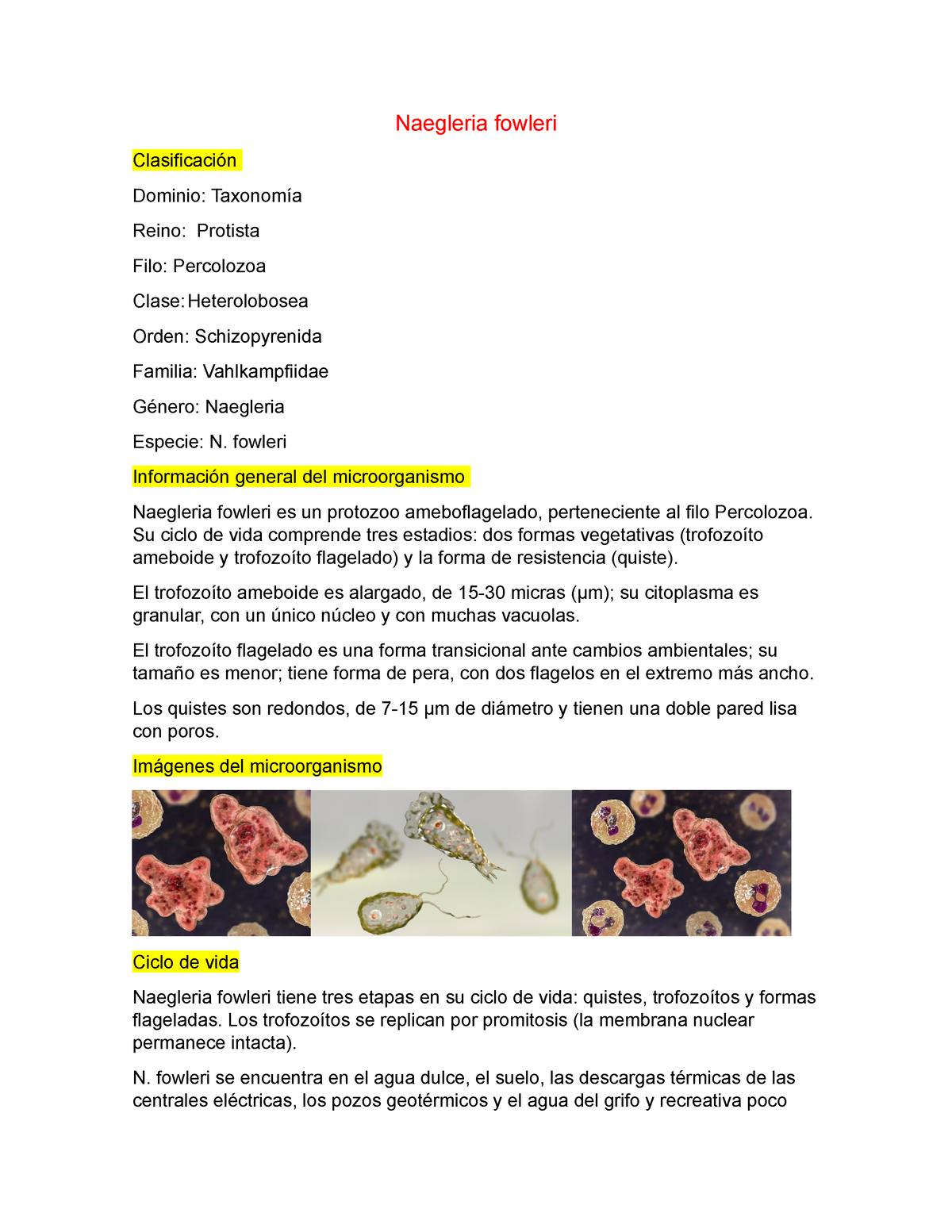 Naegleria Fowleri - Naegleria Fowleri Clasificación Dominio: Taxonomía Reino: Protista Filo ...