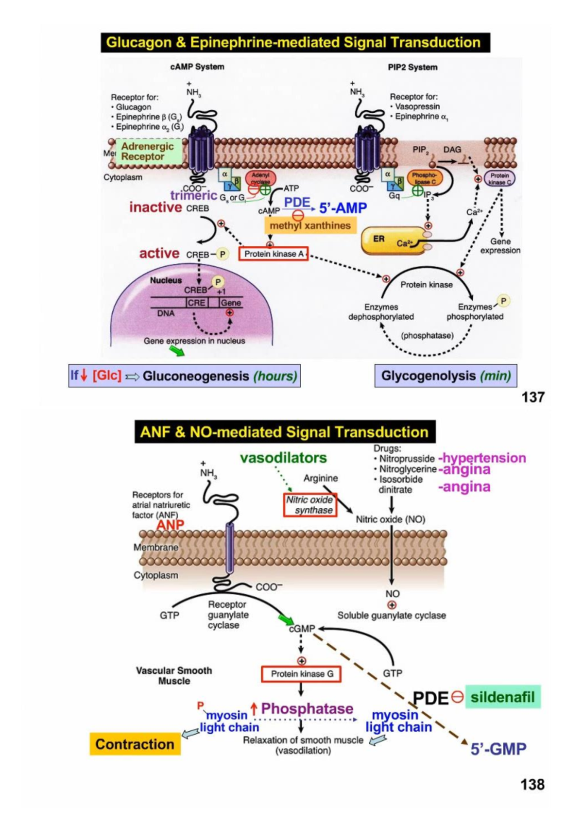 Glucagon & Epinephrine flow chart Glucagon & Epinephrinemediated