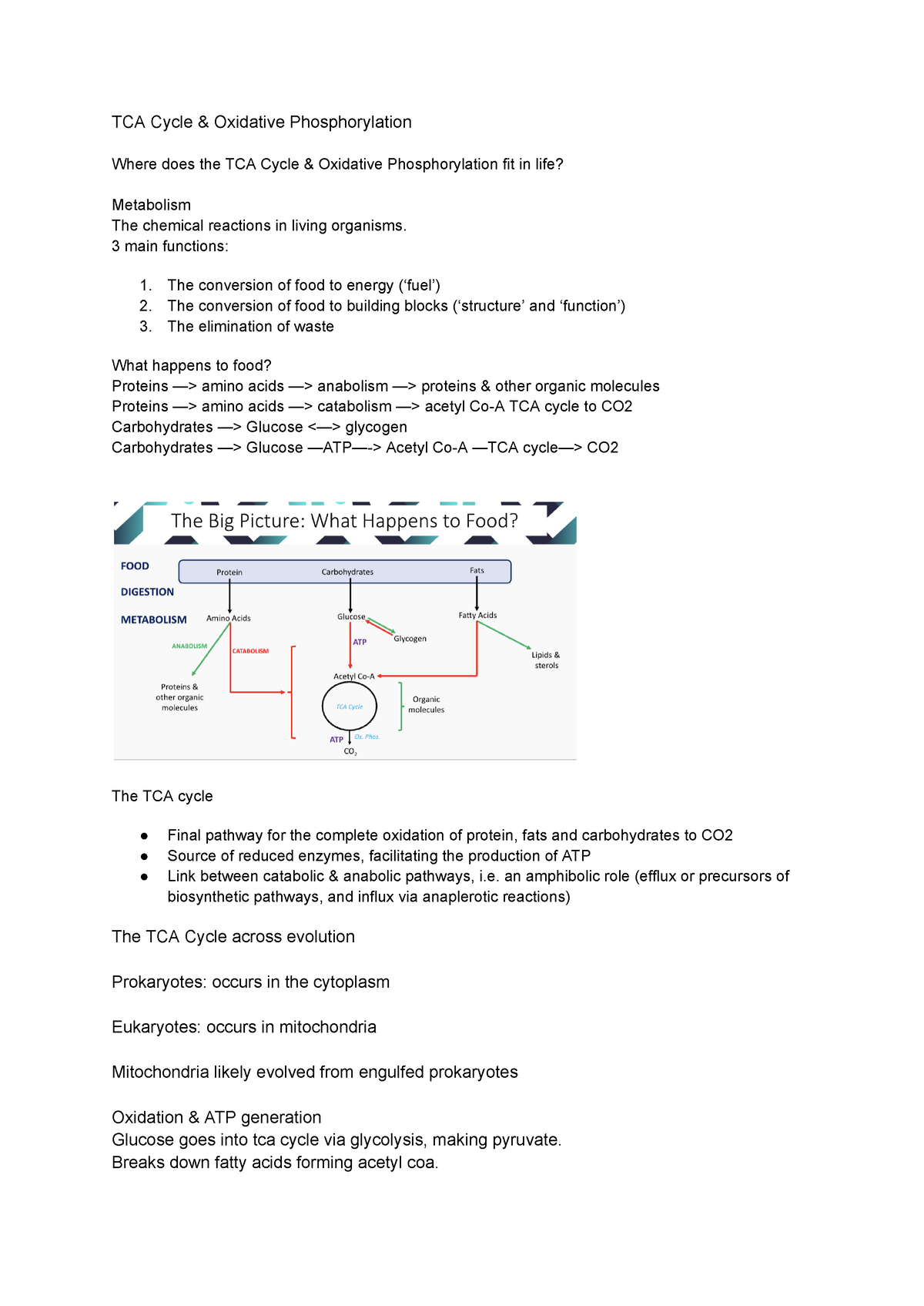 TCA Cycle & Oxidative Phosphorylation - TCA Cycle & Oxidative ...