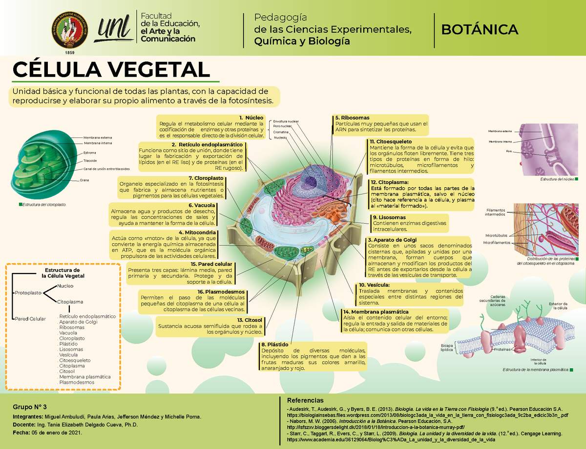 Célula Y Tejido Vegetal C VEGETAL Unidad bsica y funcional de todas las plantas con la