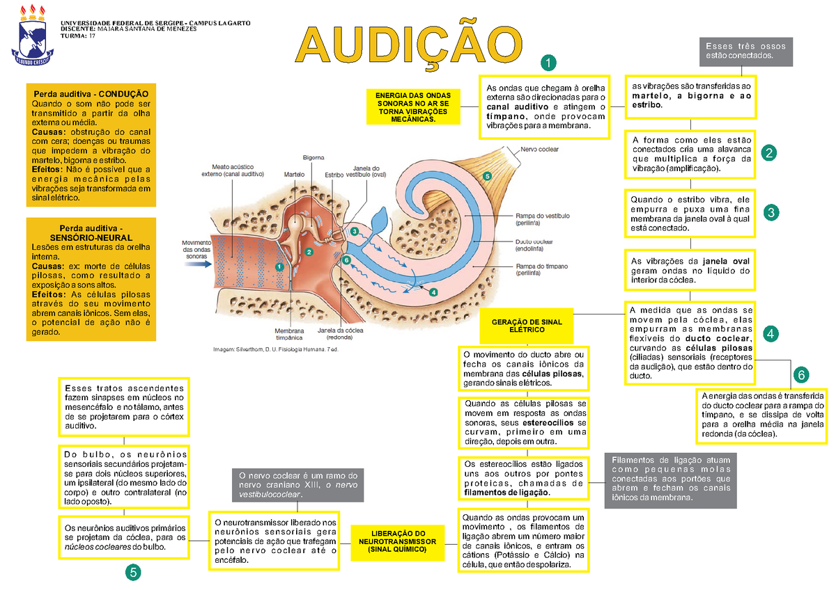 MAPA Mental - M04 - Maiara Santana DE Menezes - Fisiologia Geral - UFS -  Studocu