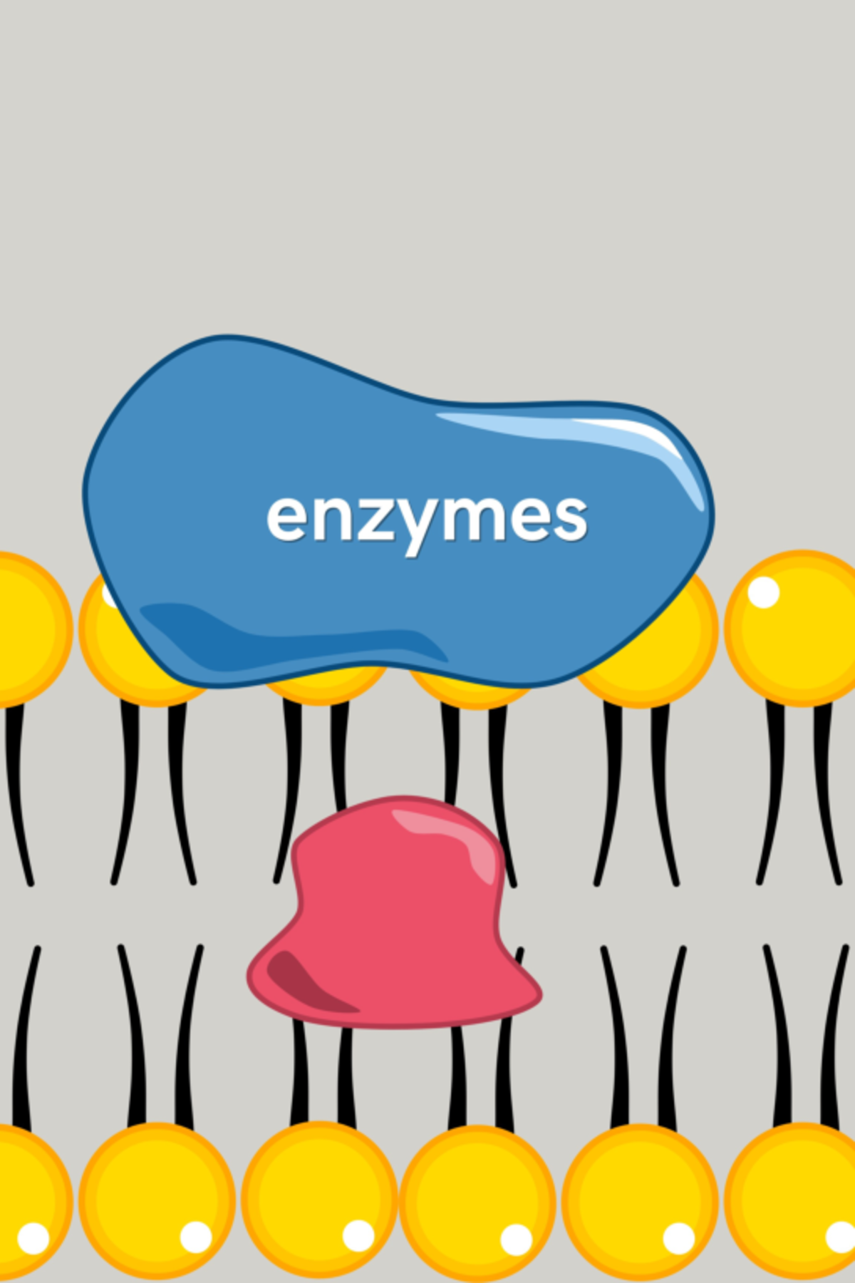 Enzymes lecture catalysts end in ase ' makes Rxn happen exothermic