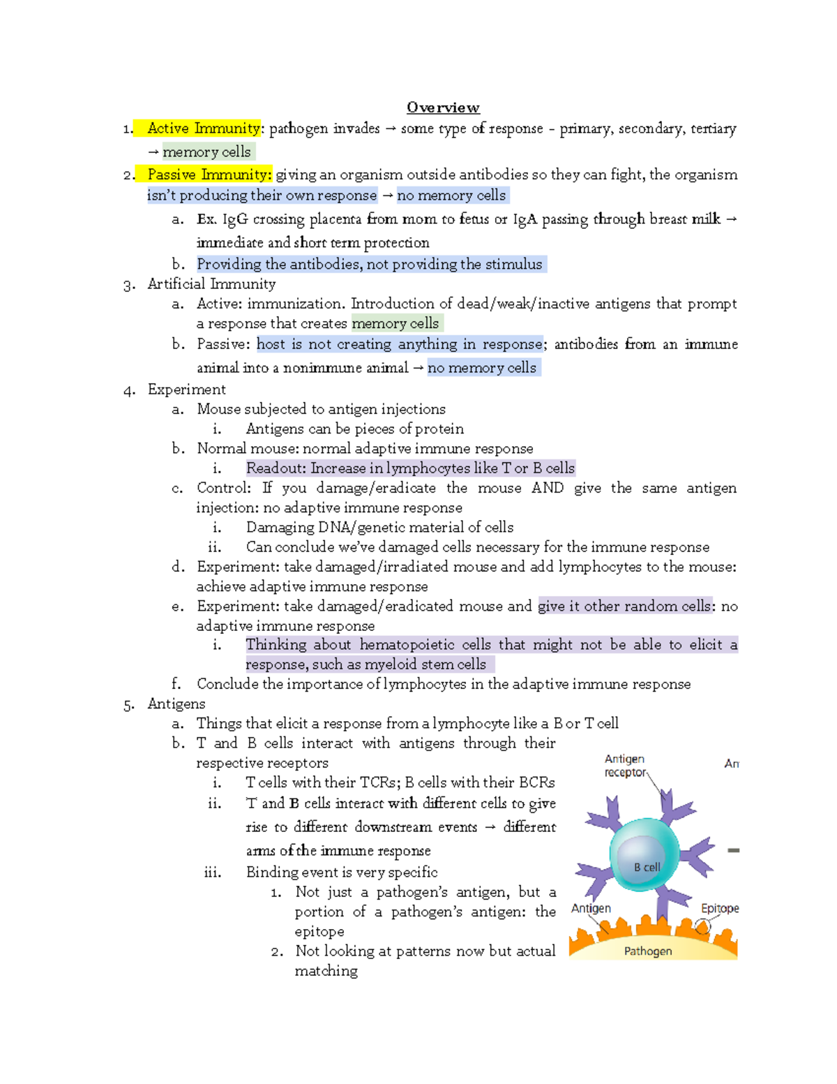 Immune Response Adaptive Immunity - BIO100 - Hunter College - Studocu