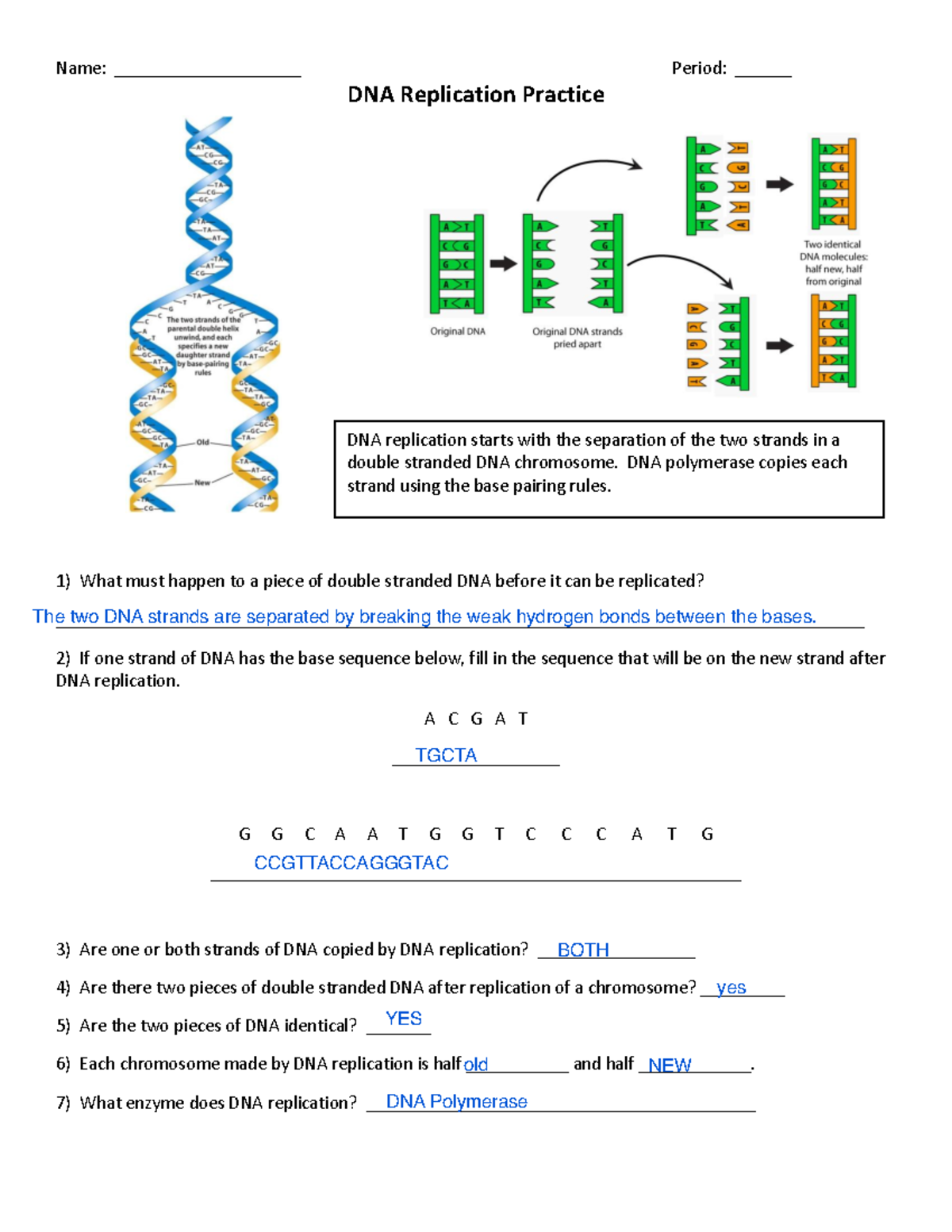 DNA Replication - Name: ____________________ Period: ______ DNA ...