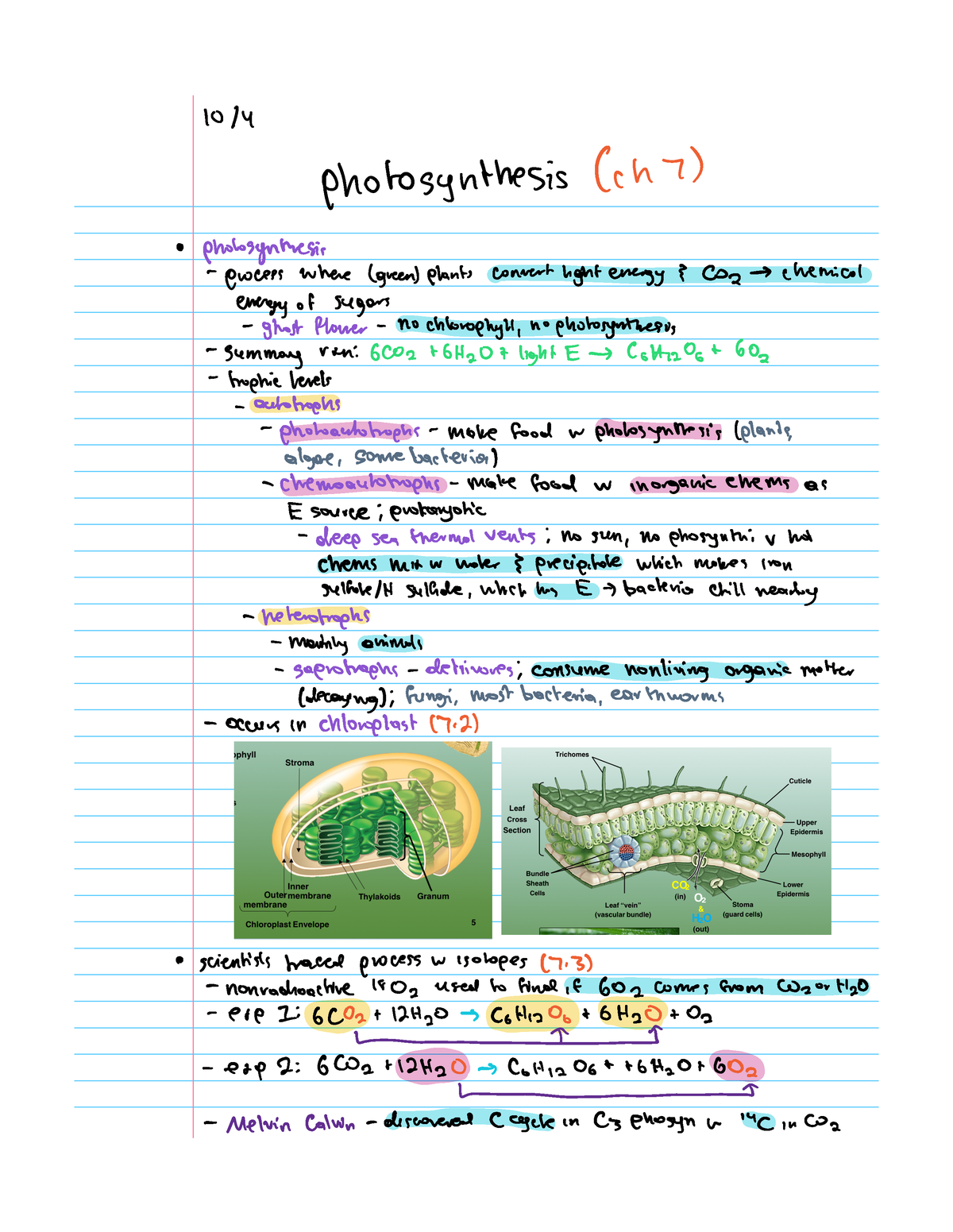 Photosynthesis - BIOL 1030 - Photosynthesis Ch 7 Photosynthesis Woes ...