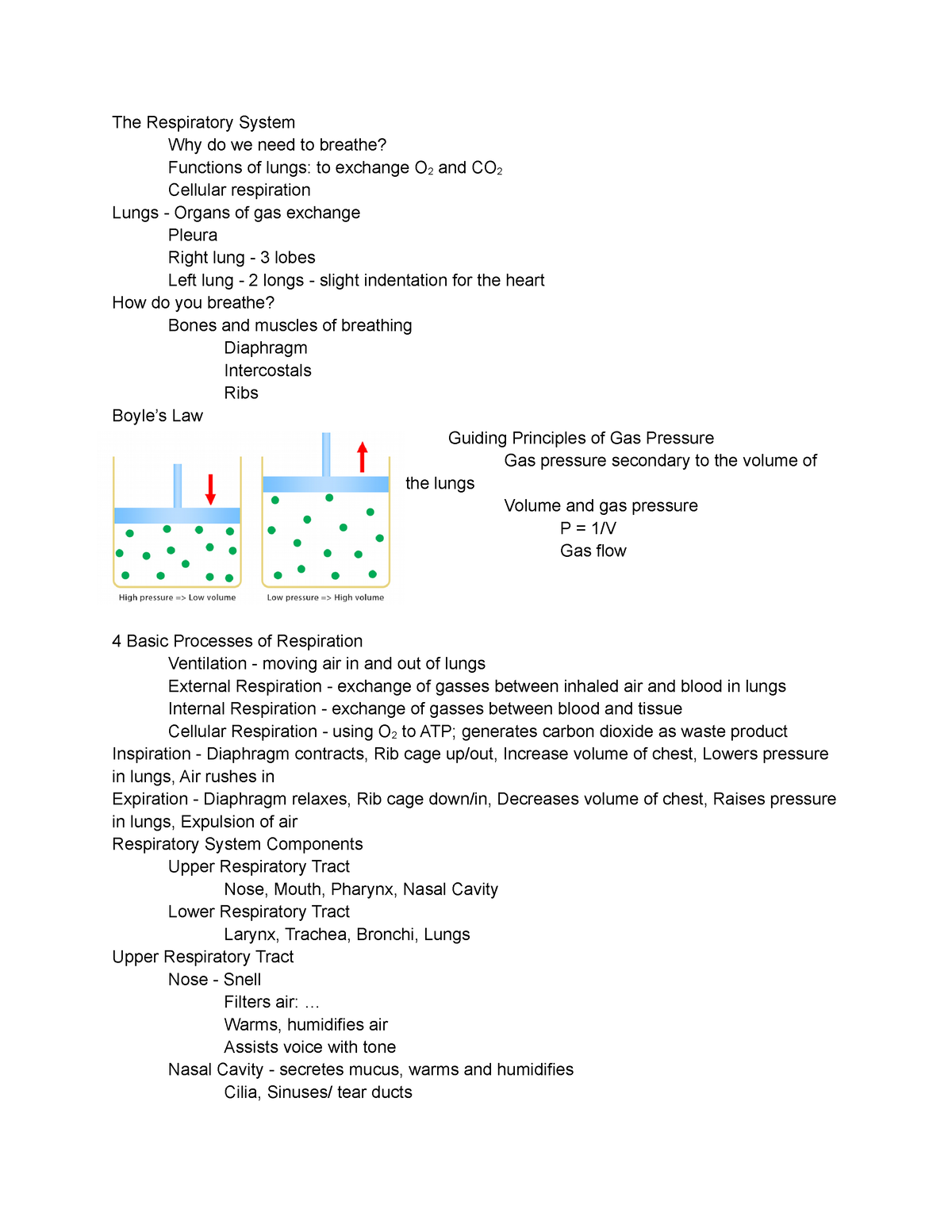 Chapter 10 Notes - Dr. Cheifri, Respiratory System, Lungs, Gas Exchange ...