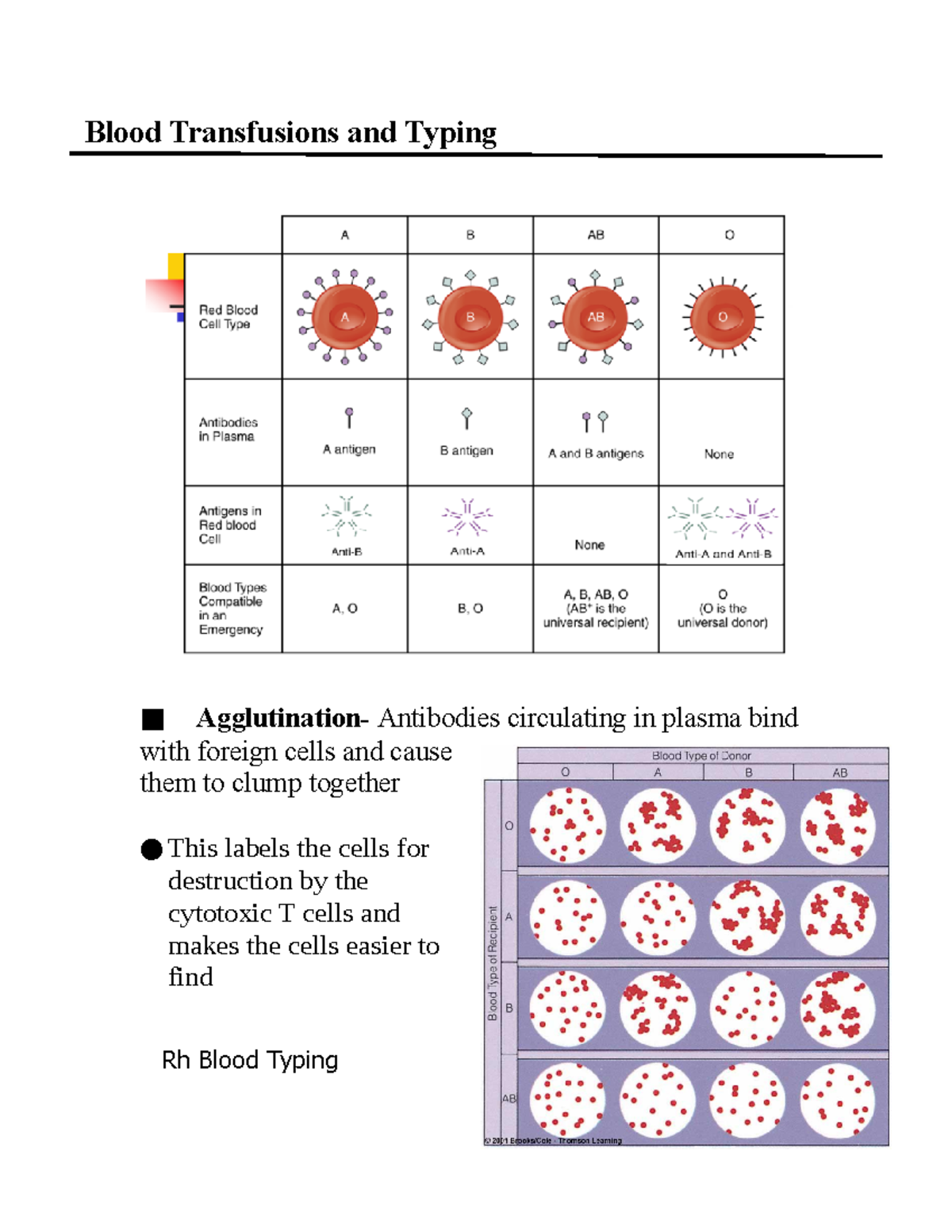 Blood Transfusions And Typing Studocu