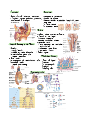 Endocrine I- hormones - Professor: Dr. Eade - Pineal gland Endocrine ...
