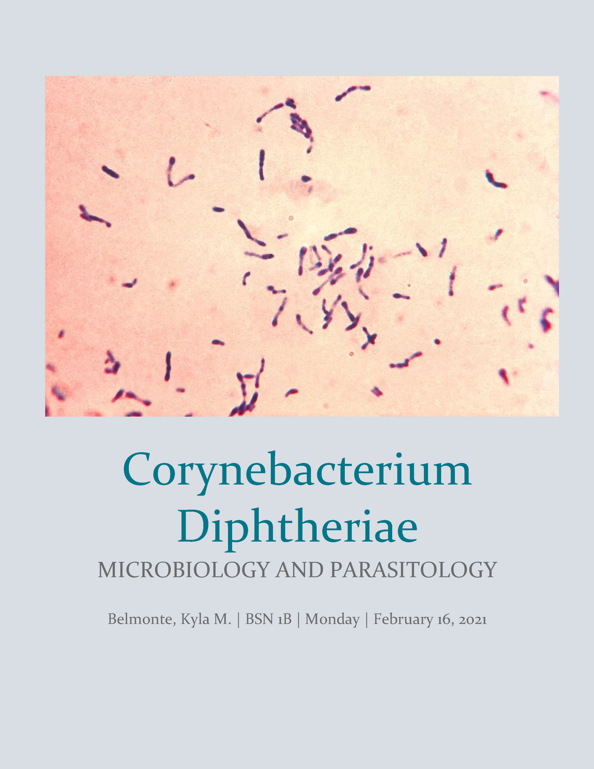 Microbiology And Parasitology Corynebacterium Diphtheriae Corynebacterium Diphtheriae Studocu