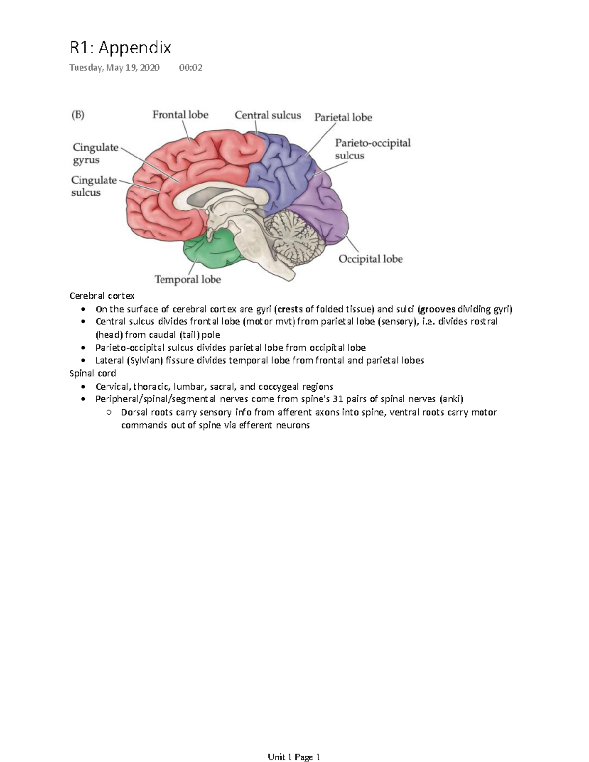 Unit 1 Reading 1 Notes - Lefeldt Su2020 - Cerebral cortex - On the ...