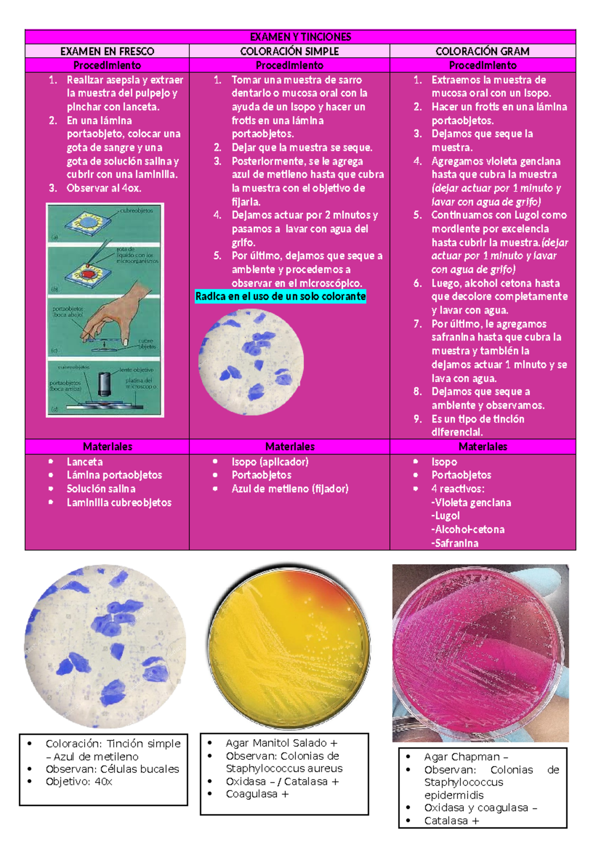 Examen Y Tinciones - Descripciones de mi autoria - Coloración: Tinción ...