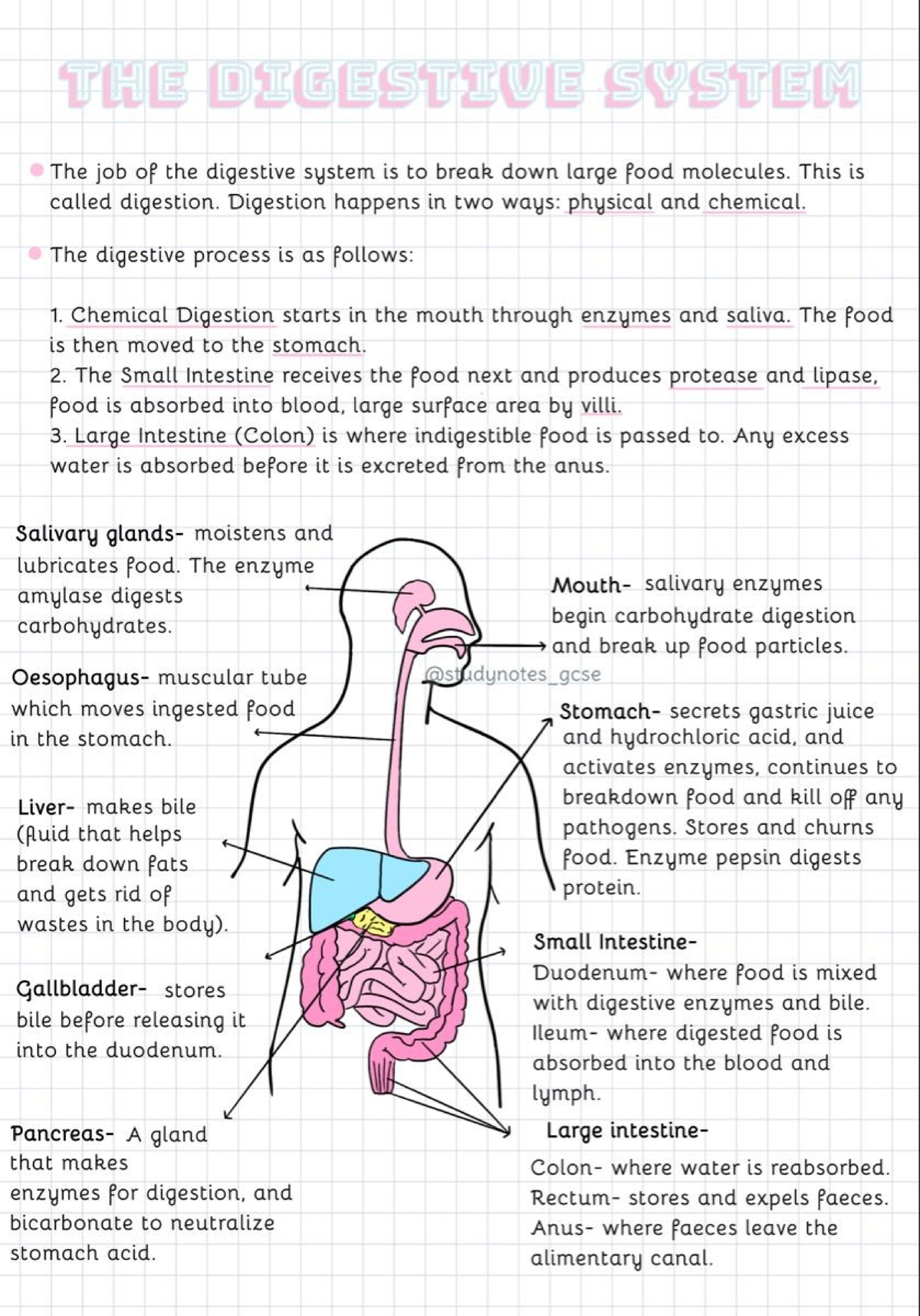 Biology Digestion Notes Digestive System In Humans JRGD