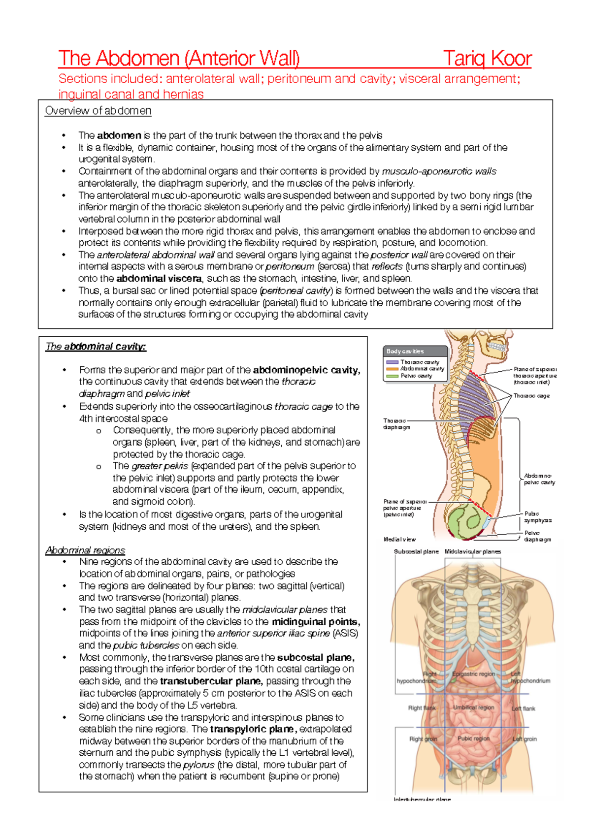 The Abdomen (anterior Wall) - Containment Of The Abdominal Organs And 