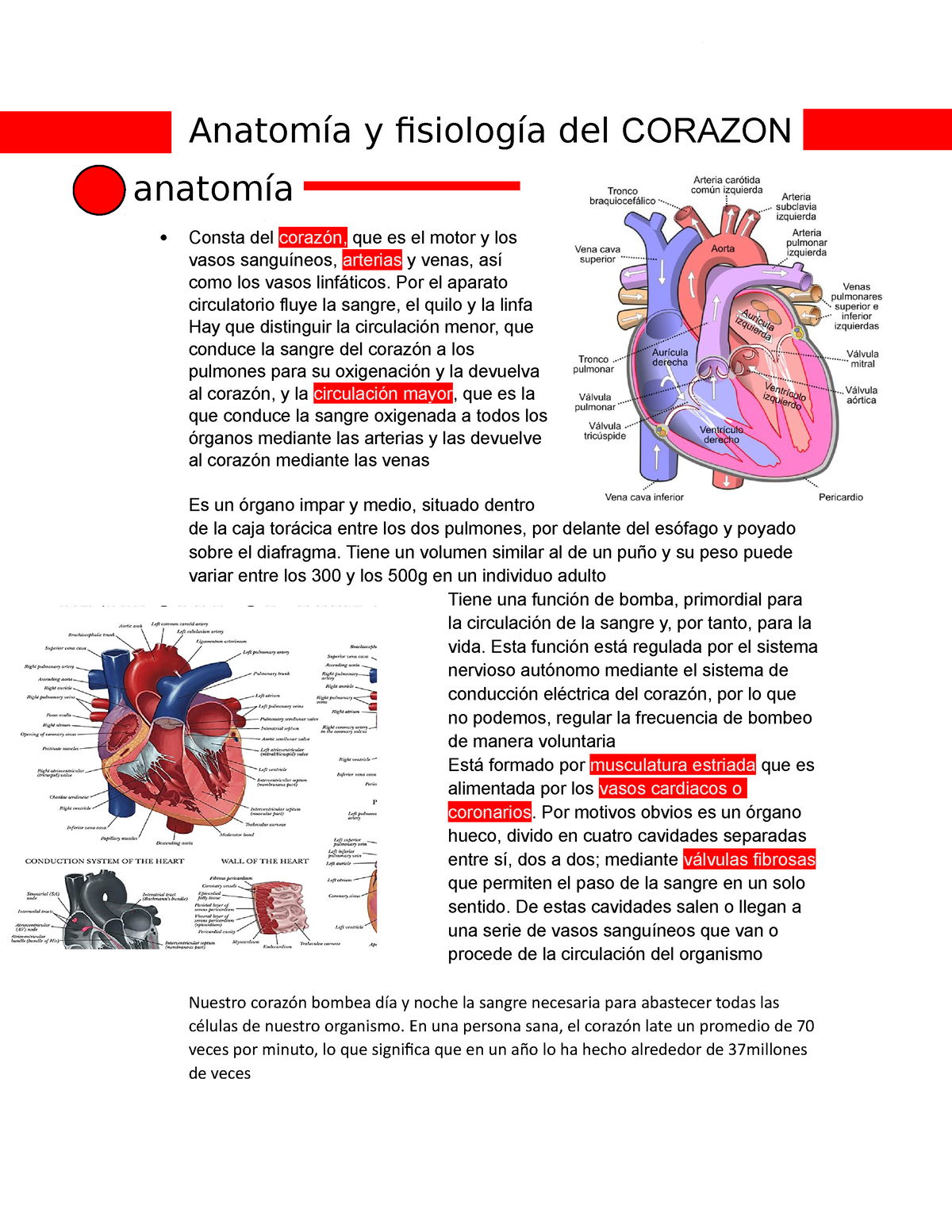 Anatomía Y Fisiología Del Corazon - Anatomía Y Fisiología Del CORAZON ...