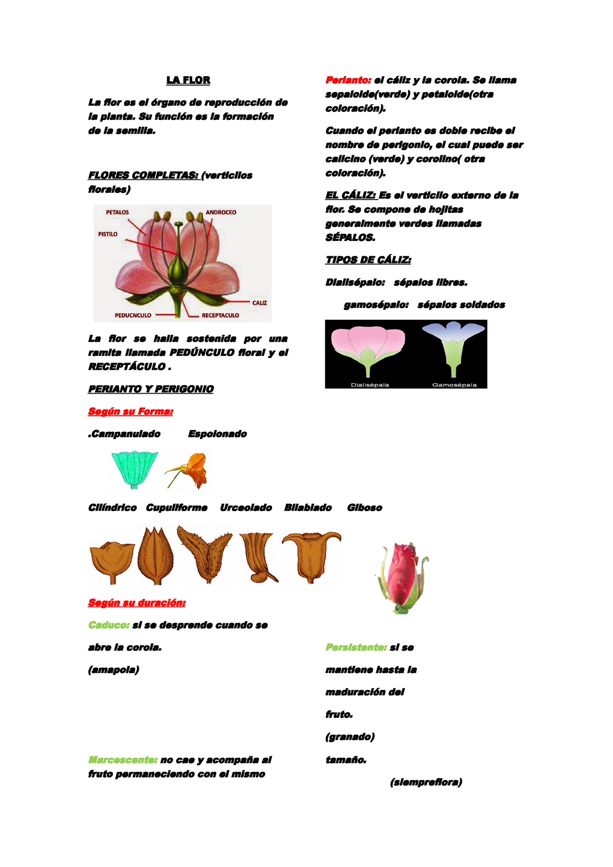 Partes de flor - Nota: B+ - LA FLOR La flor es el órgano de reproducción de  la planta. Su función es - Studocu