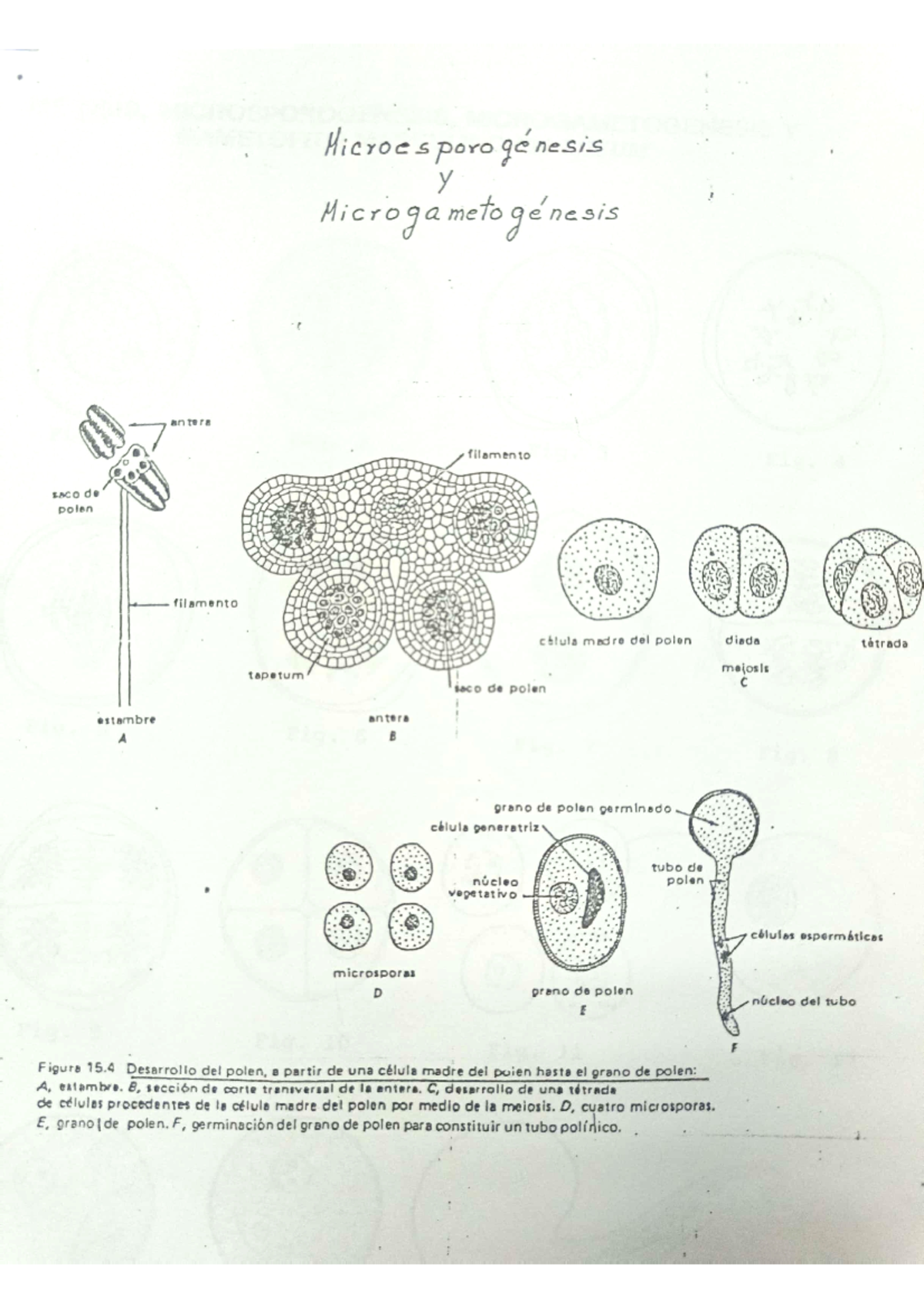 Microesporogenesis y microgametogenesis - Microes porogenesis y ...