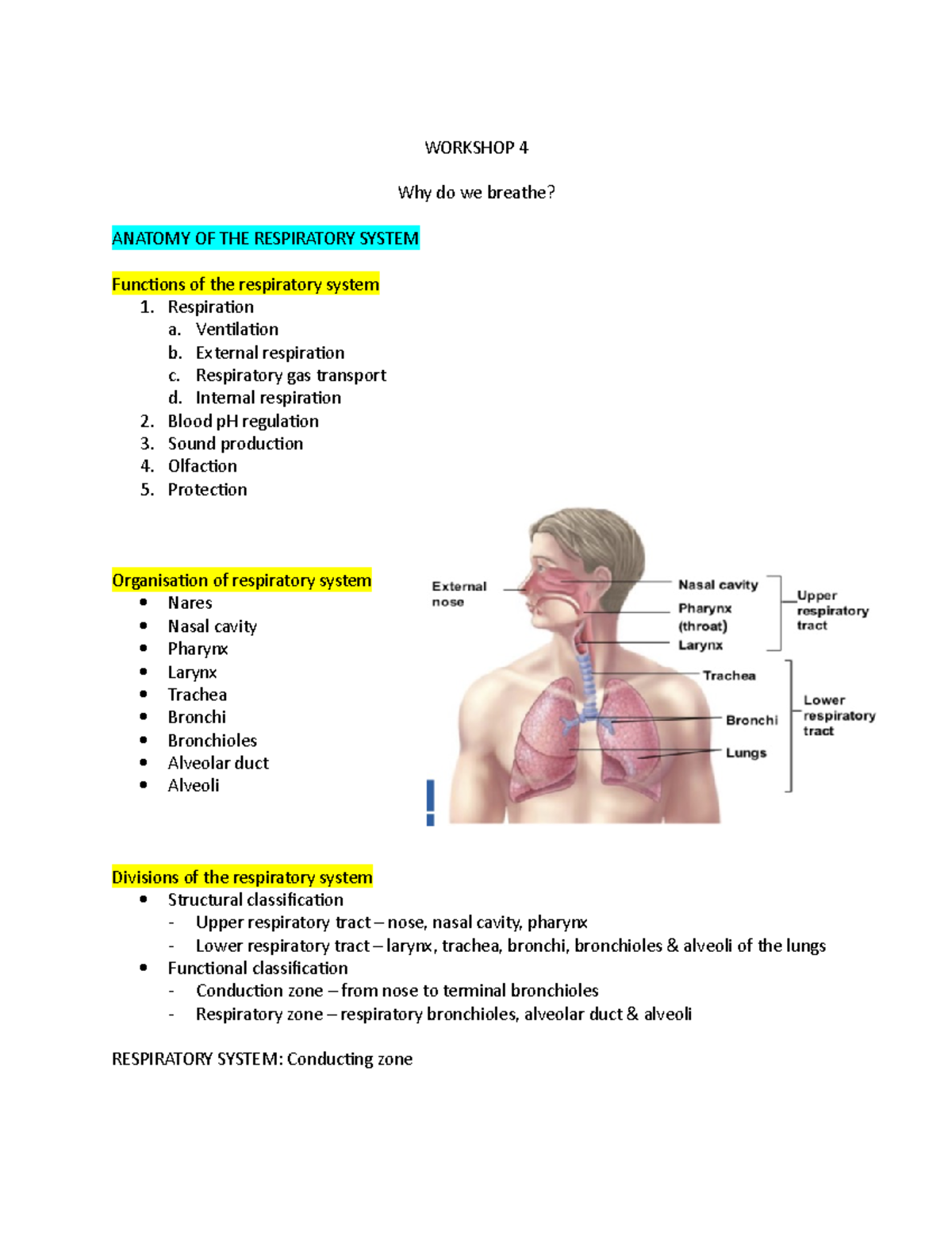 Workshop 4 - Why do we breathe - WORKSHOP 4 Why do we breathe? ANATOMY ...