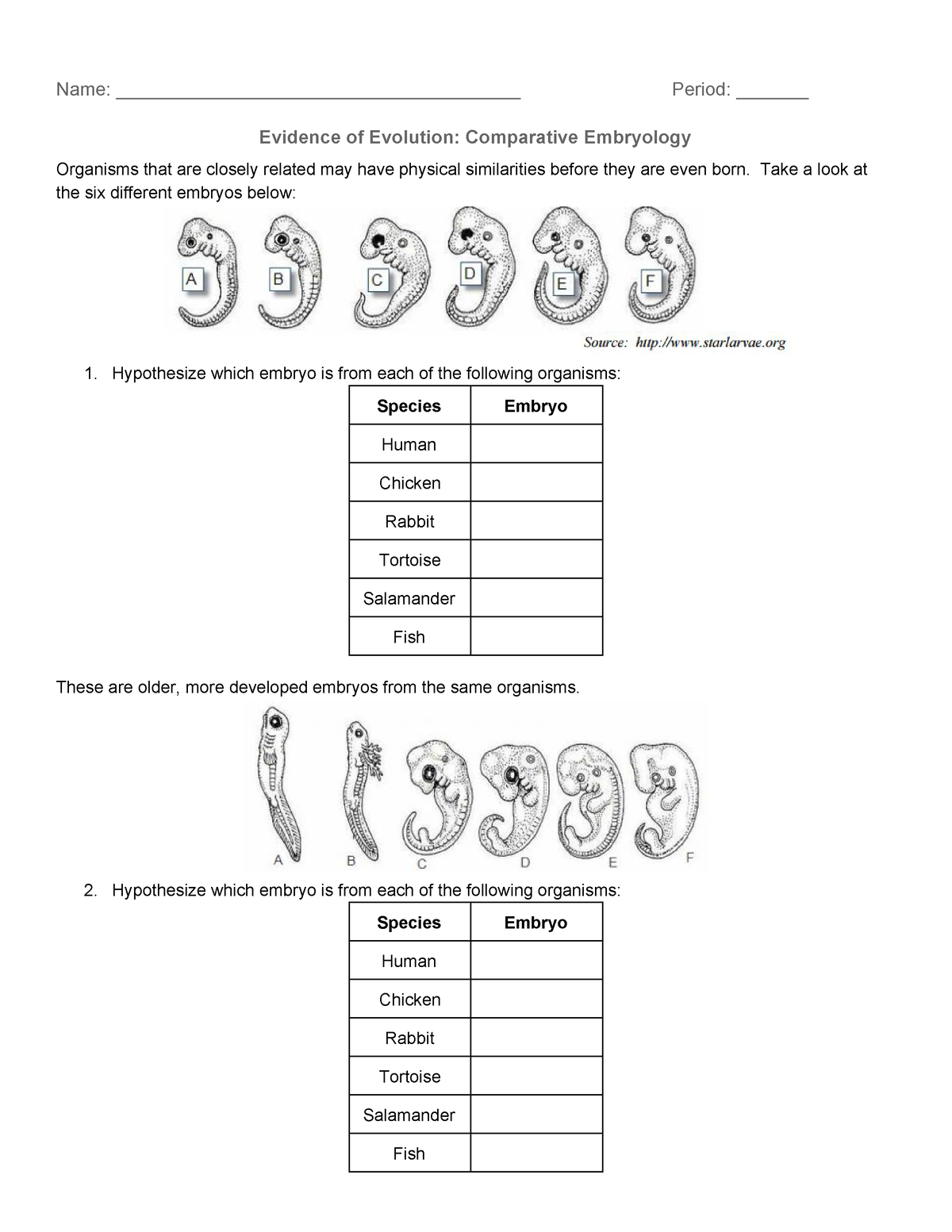 Evidence of Evolution Comparative Embryology - Name