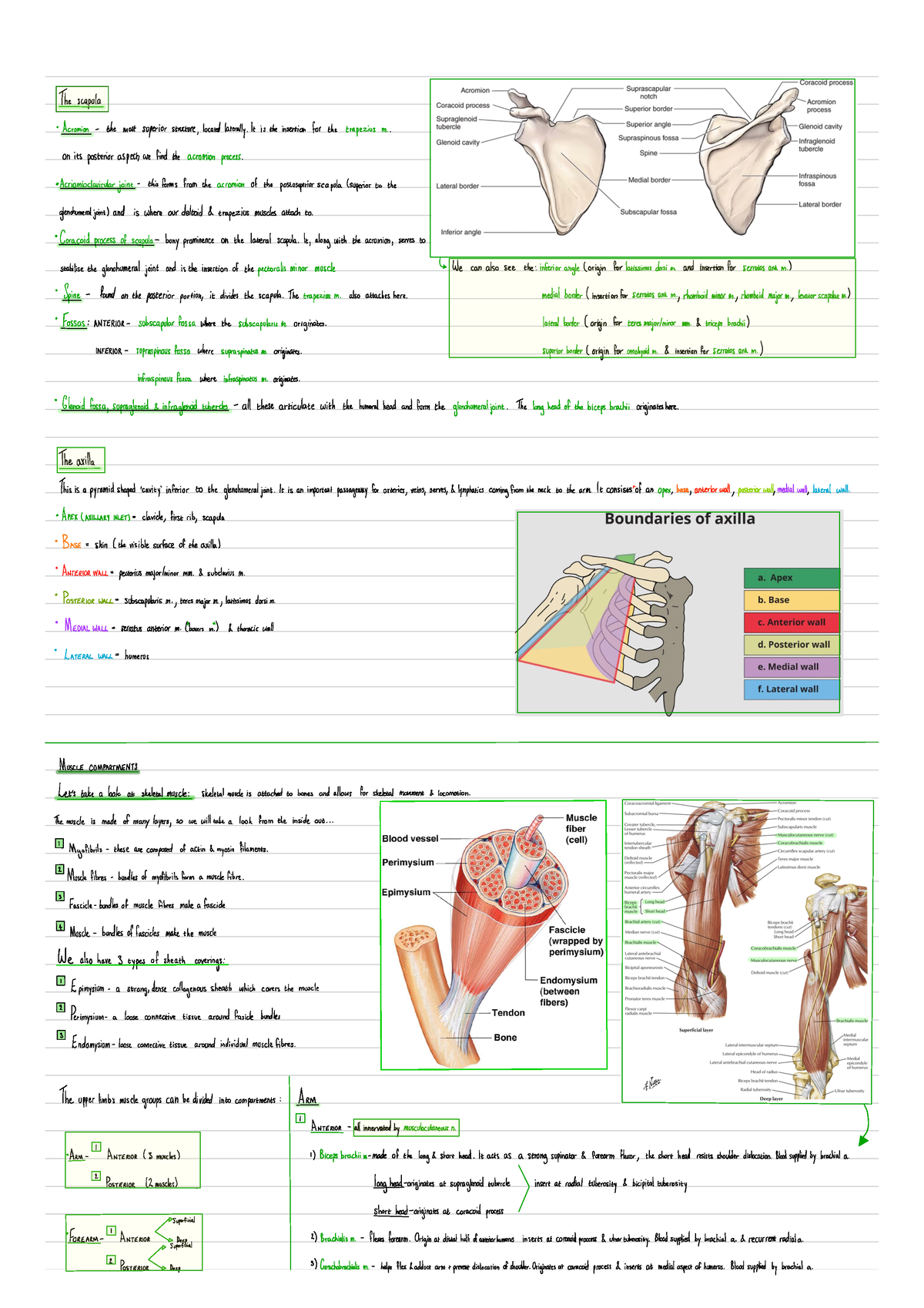 Anatomy basics part 1 - SUMMARY - The scapula Acromion - the most ...