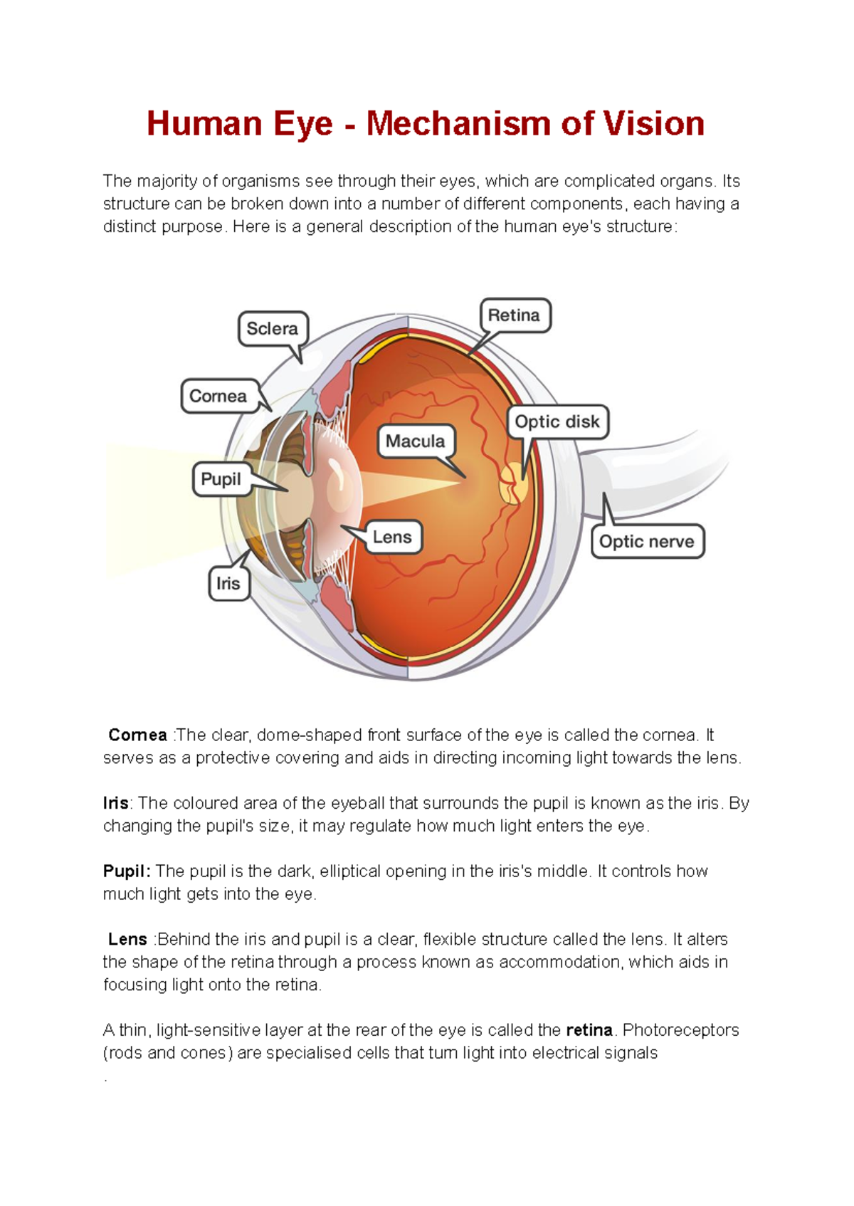 Physiology -3rd Sem - Some lecture notes - Human Eye - Mechanism of ...