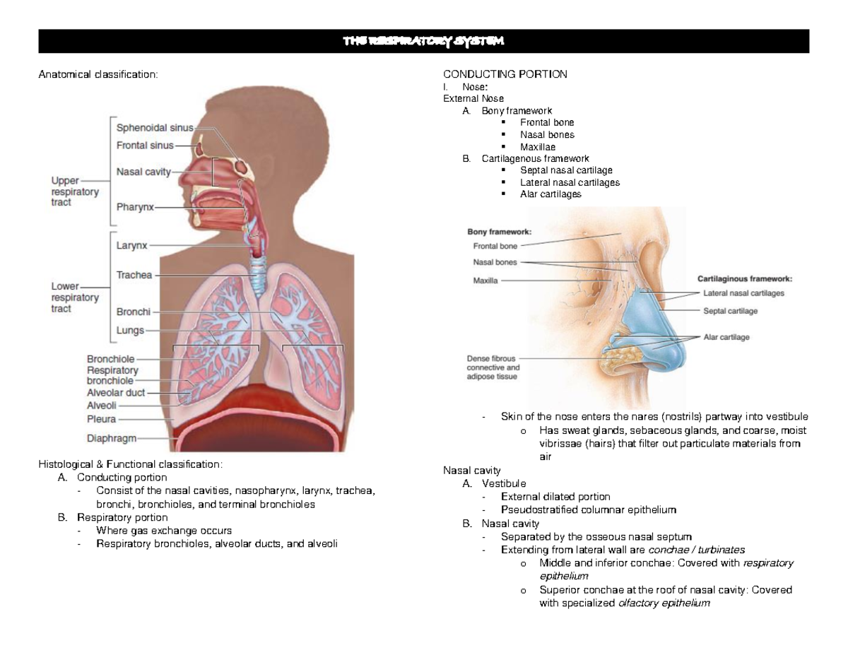 Respiratory-System - Academic Purposes - Anatomical classification ...