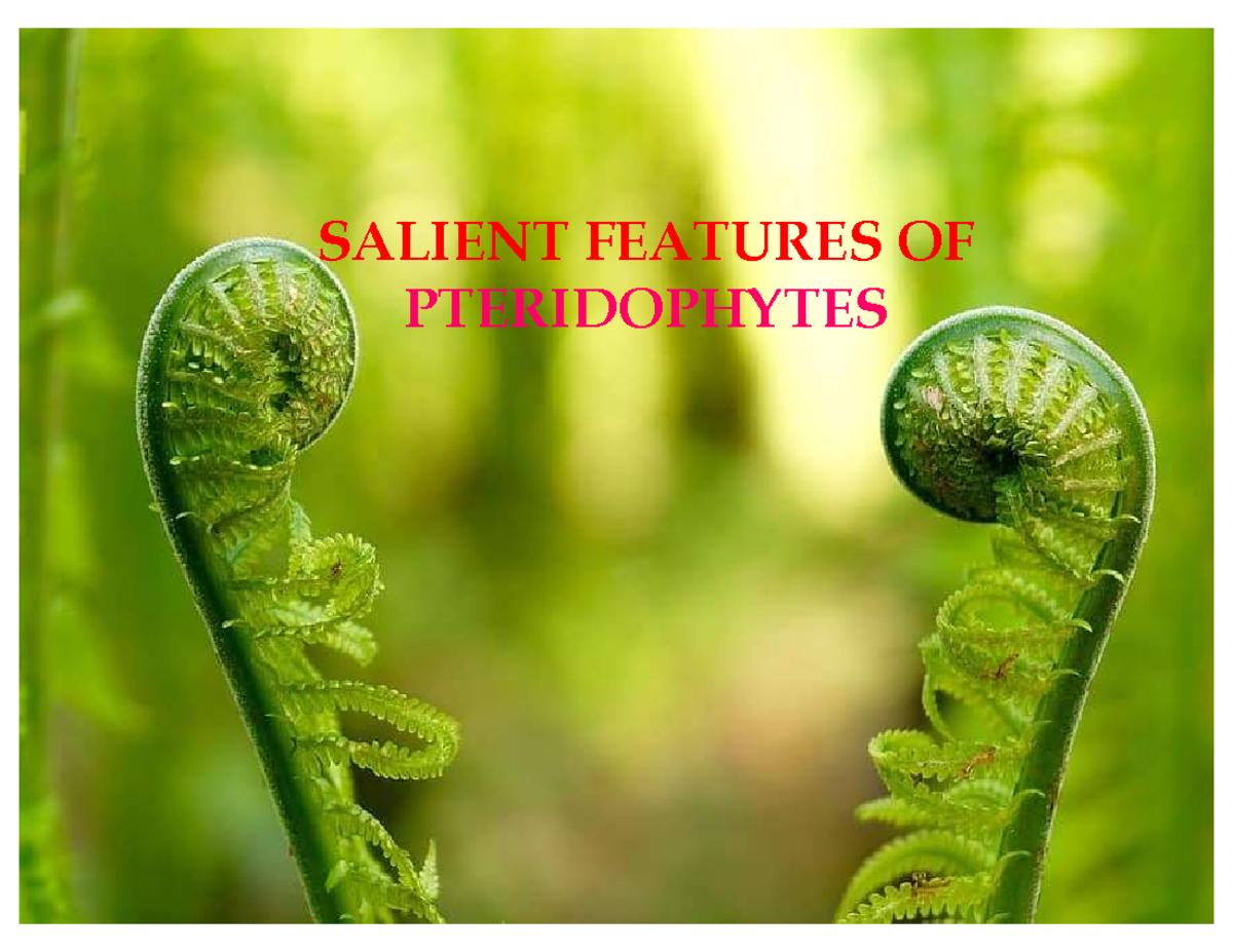 Salient Features OF Pteridophytes - SALIENT FEATURES OF PTERIDOPHYTES ...