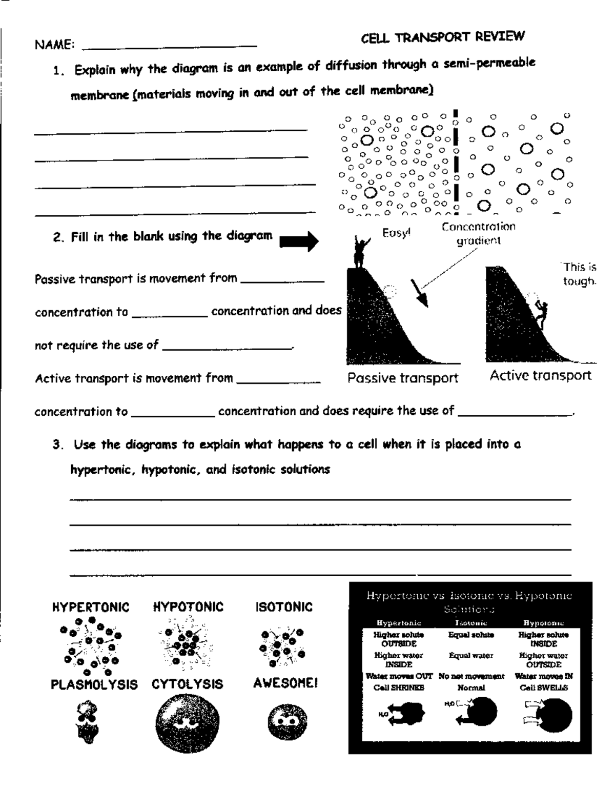 diffusion-cell-transport-review-sheet-bsc-2010-studocu
